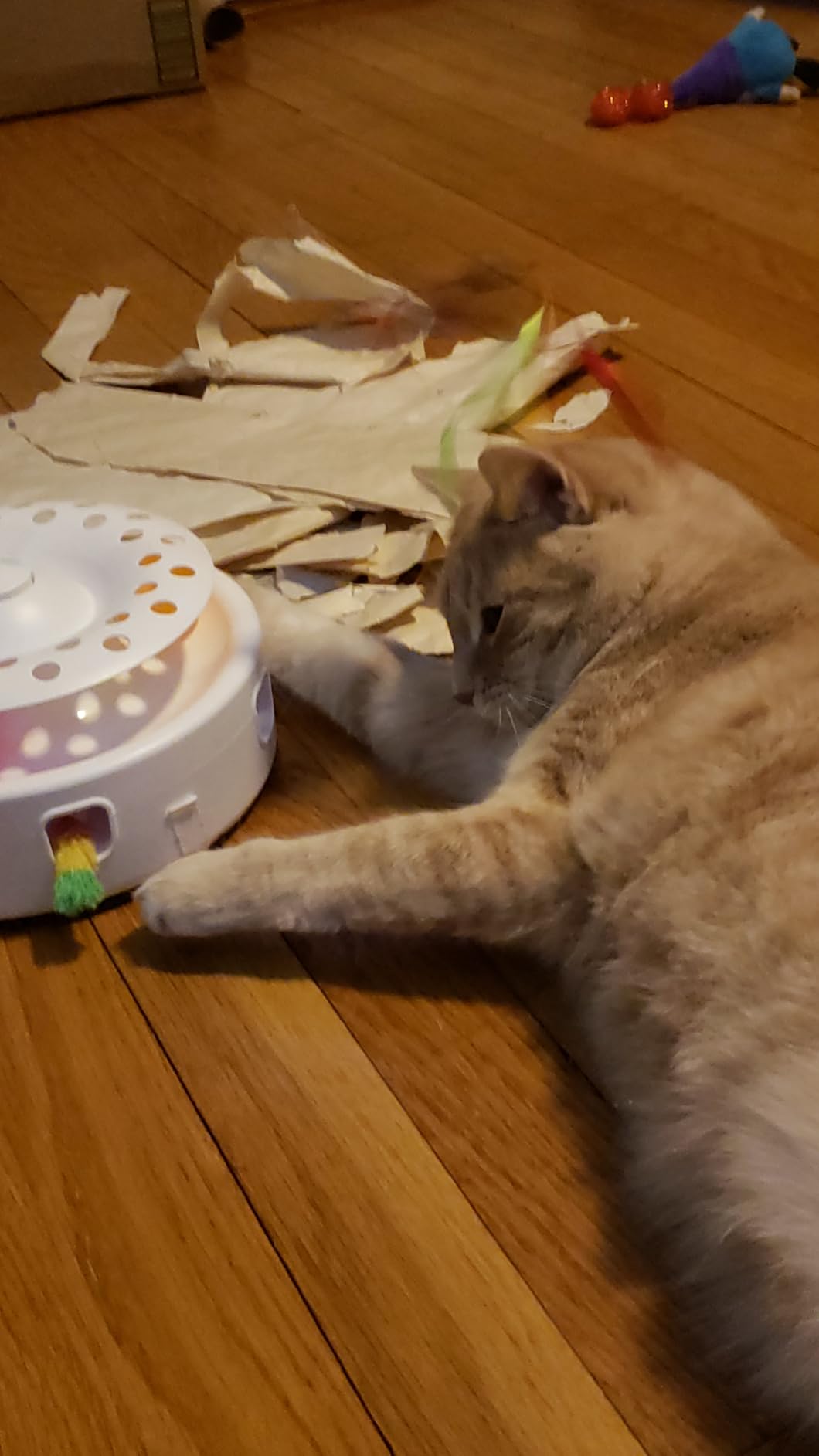 Potaroma Cat Toys 3in1 Automatic Interactive Kitten Toy, Fluttering Butterfly, Moving Feather, Track Balls, Dual Power Supplies, USB Powered, Indoor Exercise Kicker (Bright White) customer photo 1