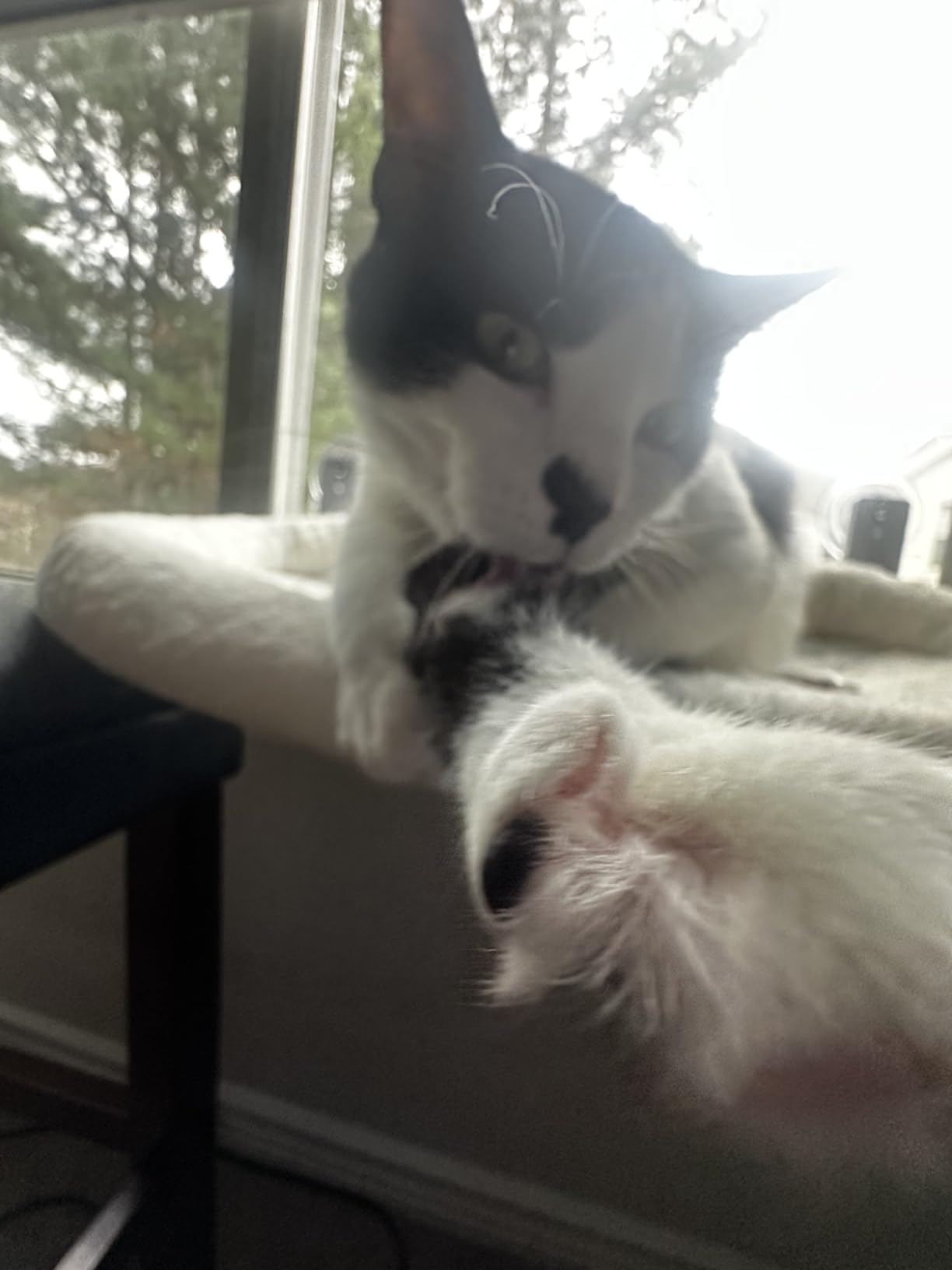 AMOSIJOY Cordless Cat Window Perch, Window Hammock for Cats with 4 Strong Suction Cups, Solid Metal Frame and Soft Cover, Indoor Cat Bed customer photo 1