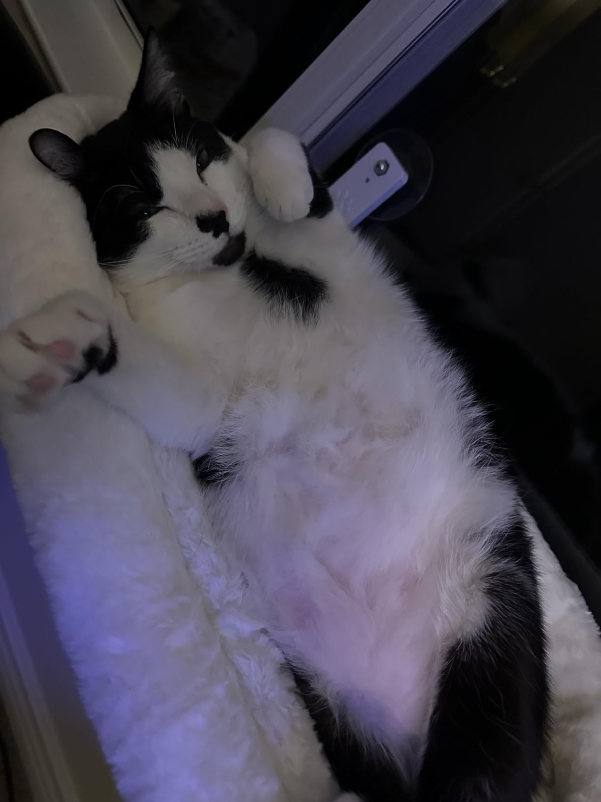 AMOSIJOY Cordless Cat Window Perch, Window Hammock for Cats with 4 Strong Suction Cups, Solid Metal Frame and Soft Cover, Indoor Cat Bed customer photo 2