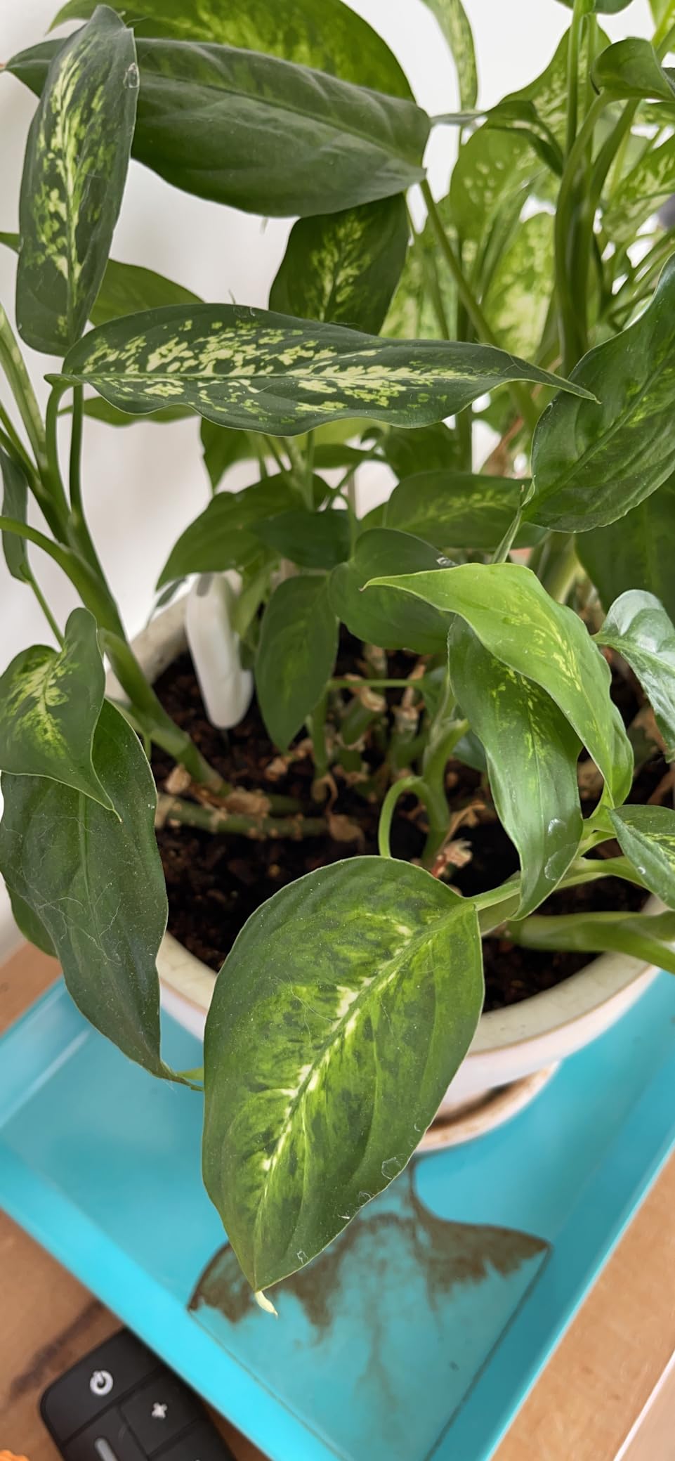 Soil Moisture Meter 4 in 1,Plant Water Monitor,Automatically detect Moisture/Temperature/Light/Fertility,Can Connect to Mobile Phone via Bluetooth,Hygrometer Sensor for Indoor Plants (3pc) customer photo 2