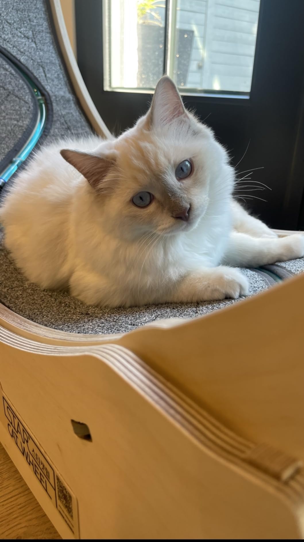 Star Cat Wheel, Cat Treadmill, Exercise Wheel for Running, Spinning, Scratching, and Climbing for Indoor Cats, Premium Birch Wood, Eco-Friendly, Moving Fish, Wide Running Track, 47.2 inch XL Size customer photo 1