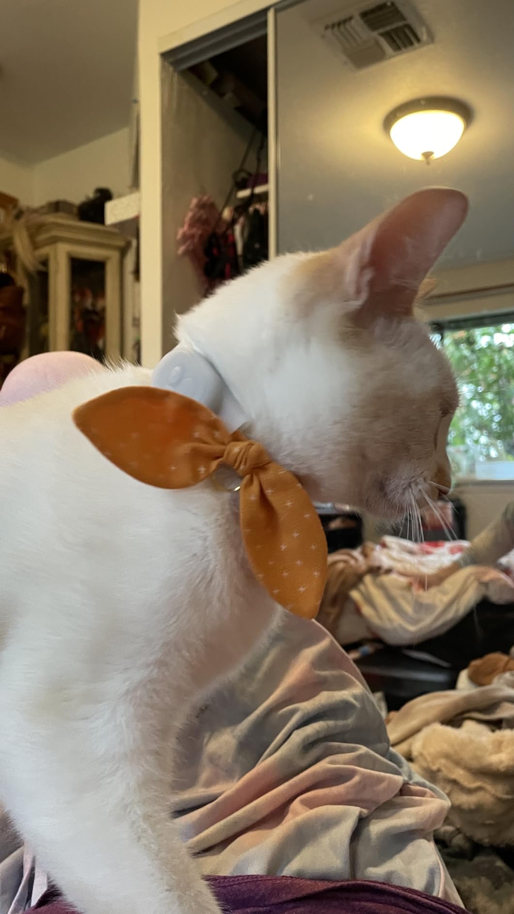 Tabcat V2 Cat & Kitten Tracker - No Monthly Subscription Fee | 2 Lightweight Homing Tags, Cases & Tracking Handset | More Accurate Than GPS | Track 2 Cats Indoors & Outdoors to 1