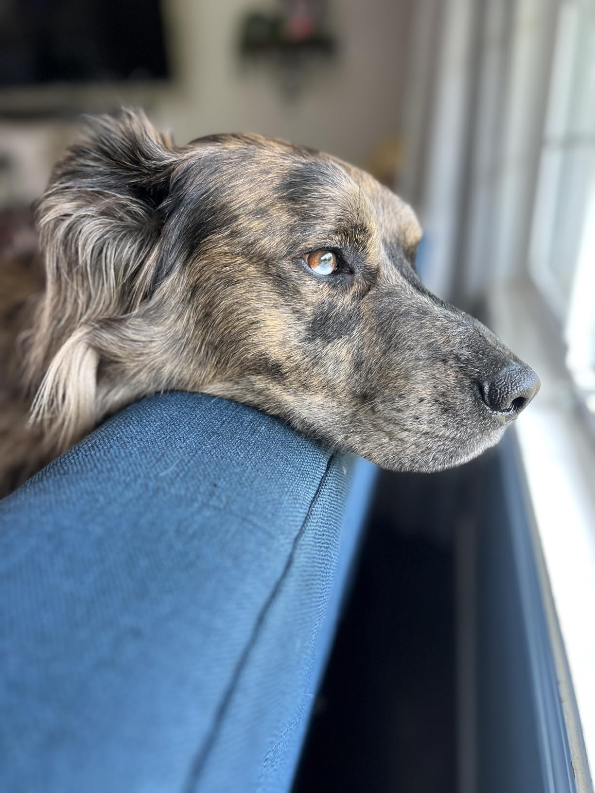 Bousnic Dog Shock Collar - 3300Ft Dog Training Collar with Remote for 5-120lbs Small Medium Large Dogs Rechargeable Waterproof e Collar with Beep (1-8), Vibration(1-16), Safe Shock(1-99) customer photo 1