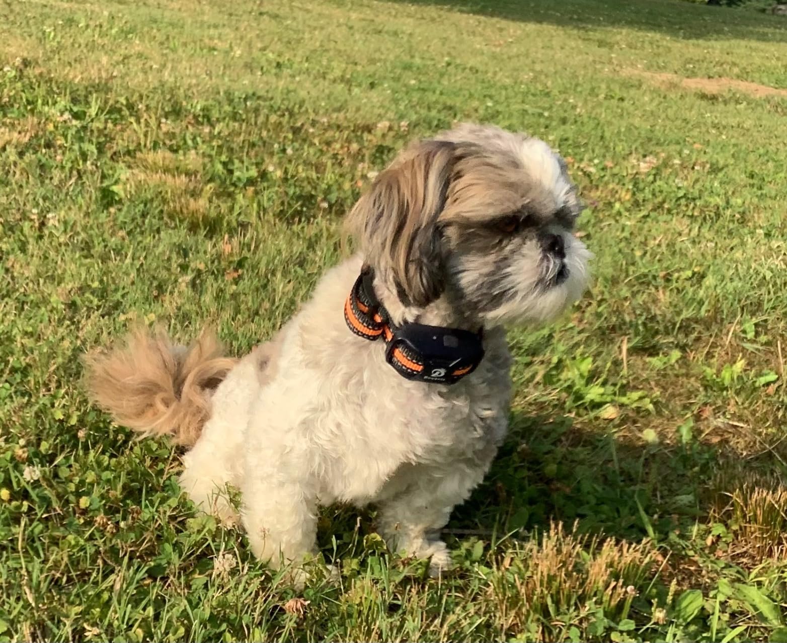 Bousnic Dog Shock Collar - 3300Ft Dog Training Collar with Remote for 5-120lbs Small Medium Large Dogs Rechargeable Waterproof e Collar with Beep (1-8), Vibration(1-16), Safe Shock(1-99) customer photo 2