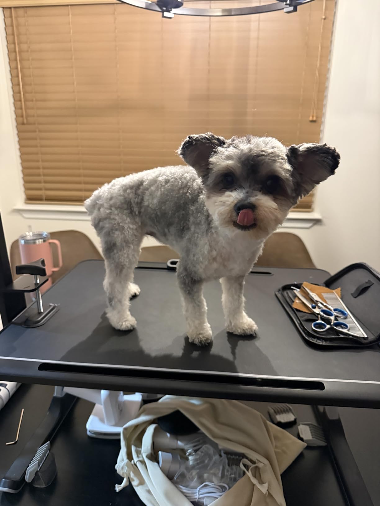 oneisall Dog Grooming Vacuum, Pet Grooming Vacuum with Clipper Nail Grinder, 1.5L Dust Cup Dog deshedding Brush with 7 Tools for Shedding Pet Hair, Home Cleaning(Blue) customer photo 2