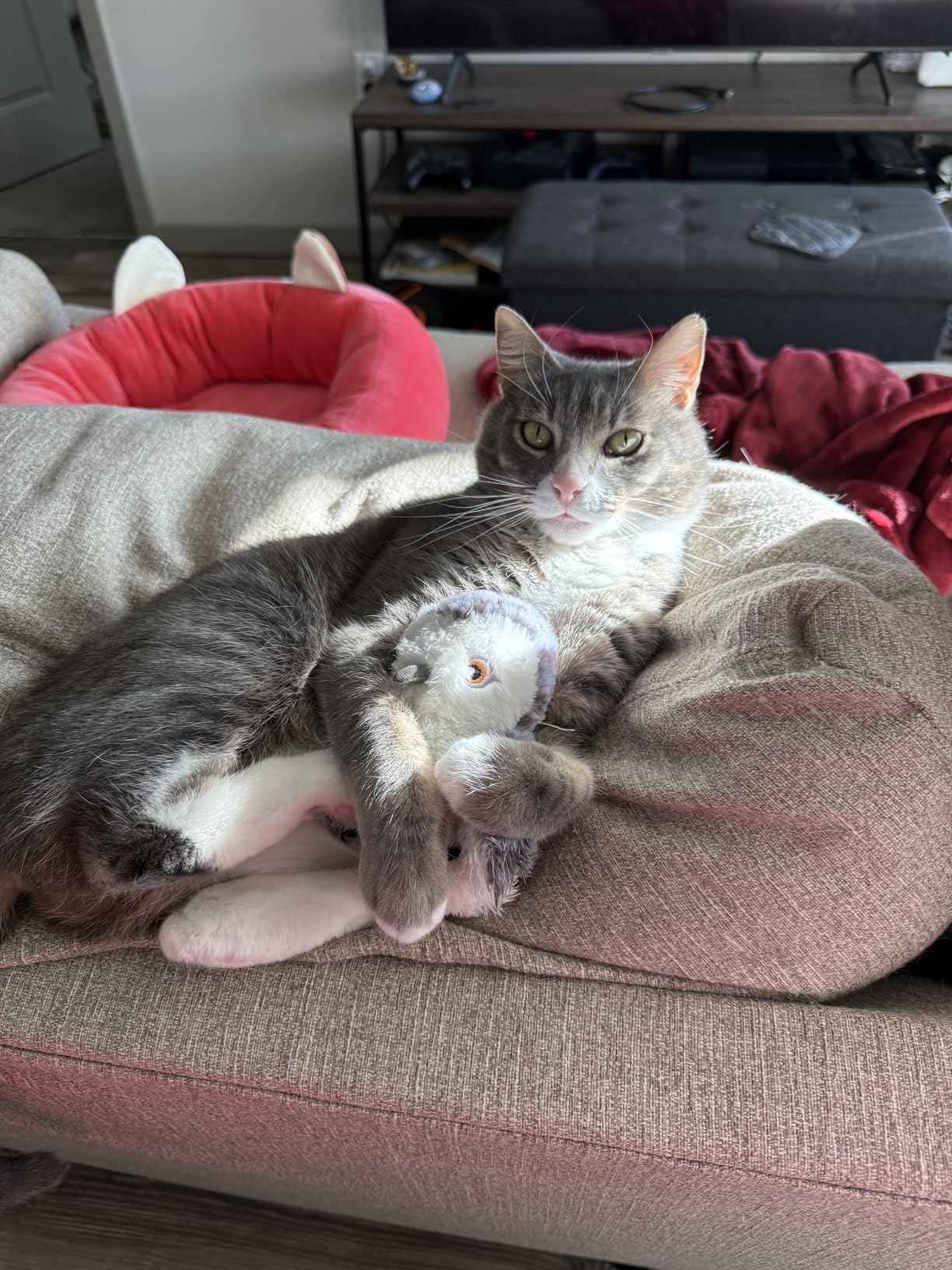 Potaroma Cat Toys Flapping Bird (No Flying), Lifelike Sandpiper Chirp Tweet, Rechargeable Touch Activated Kitten Toy Interactive Cat Exercise Toys for All Breeds Cat Kicker Catnip Toys 4.0