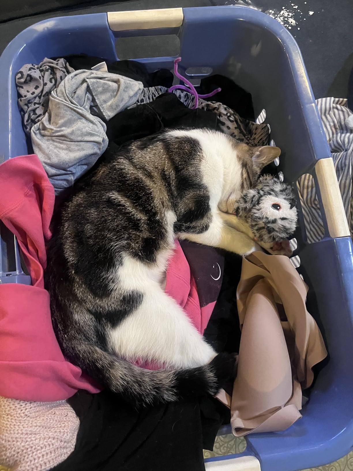 Potaroma Cat Toys Flapping Bird (No Flying), Lifelike Sandpiper Chirp Tweet, Rechargeable Touch Activated Kitten Toy Interactive Cat Exercise Toys for All Breeds Cat Kicker Catnip Toys 4.0