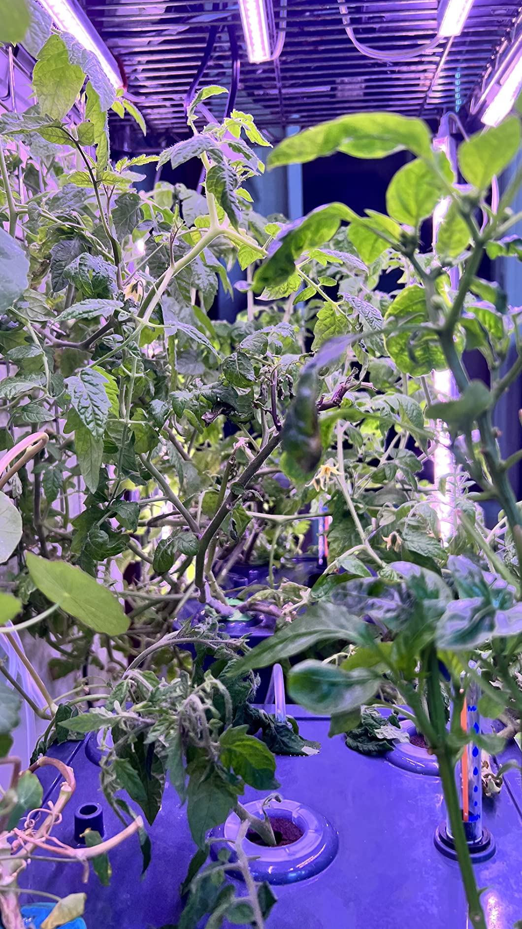 Barrina T5 Grow Lights for Indoor Plants, 1ft Plant Lights for Indoor Growing, 5000K White Full Spectrum Grow Light, Individual Switch, T5 Grow Light Strip, Plug and Play, 8-Pack customer photo 2