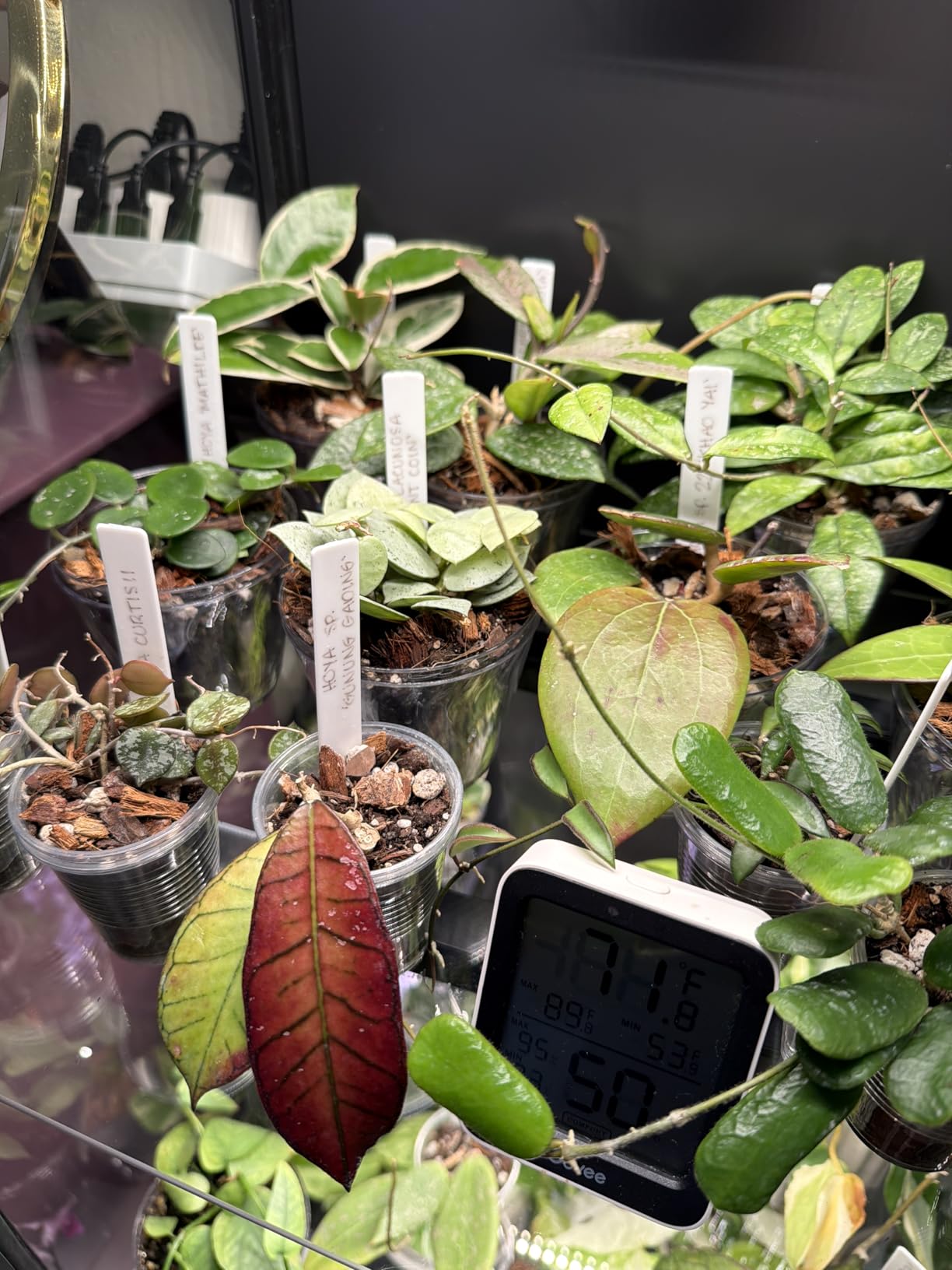 Barrina T5 Grow Lights for Indoor Plants, 5000K Full Spectrum, 1FT LED Growing Lamp, Plant Light Strip, for Seed Starting, Vegetables, Plug and Play, 4-Pack customer photo 2