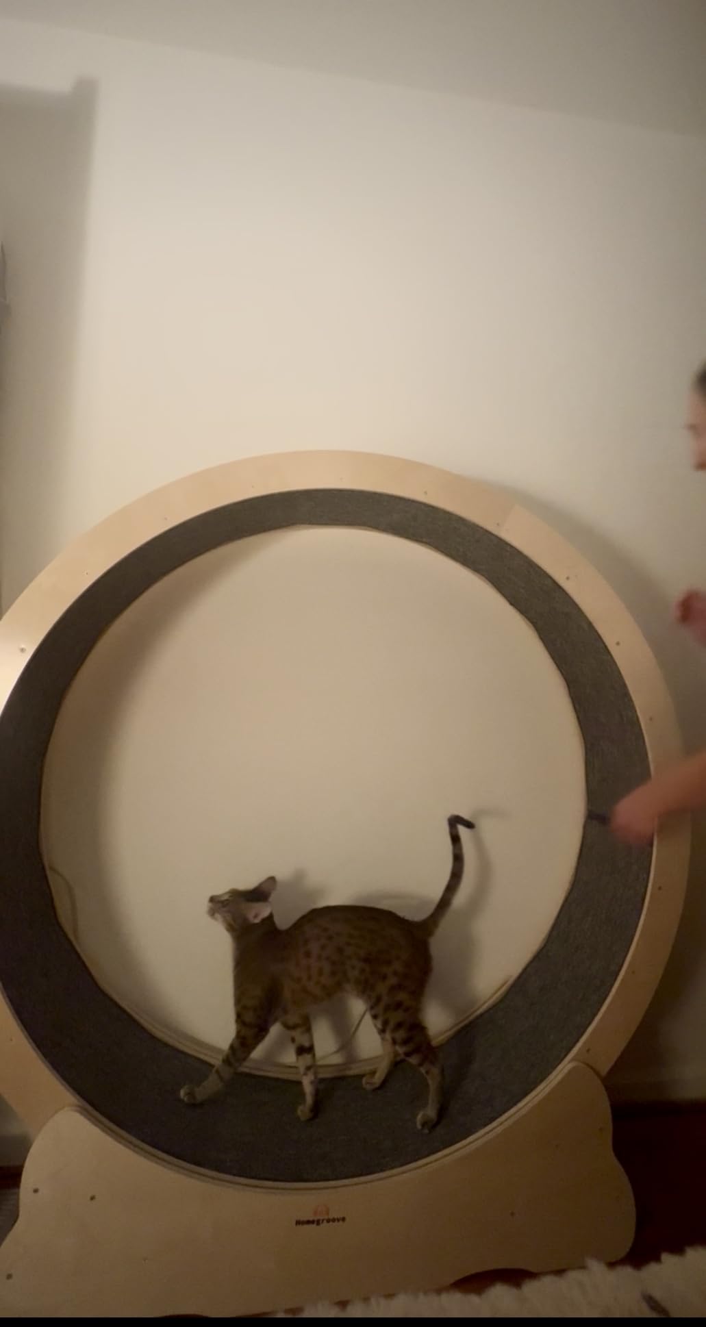Homegroove Cat Exercise Wheel for Indoor Cats, 46