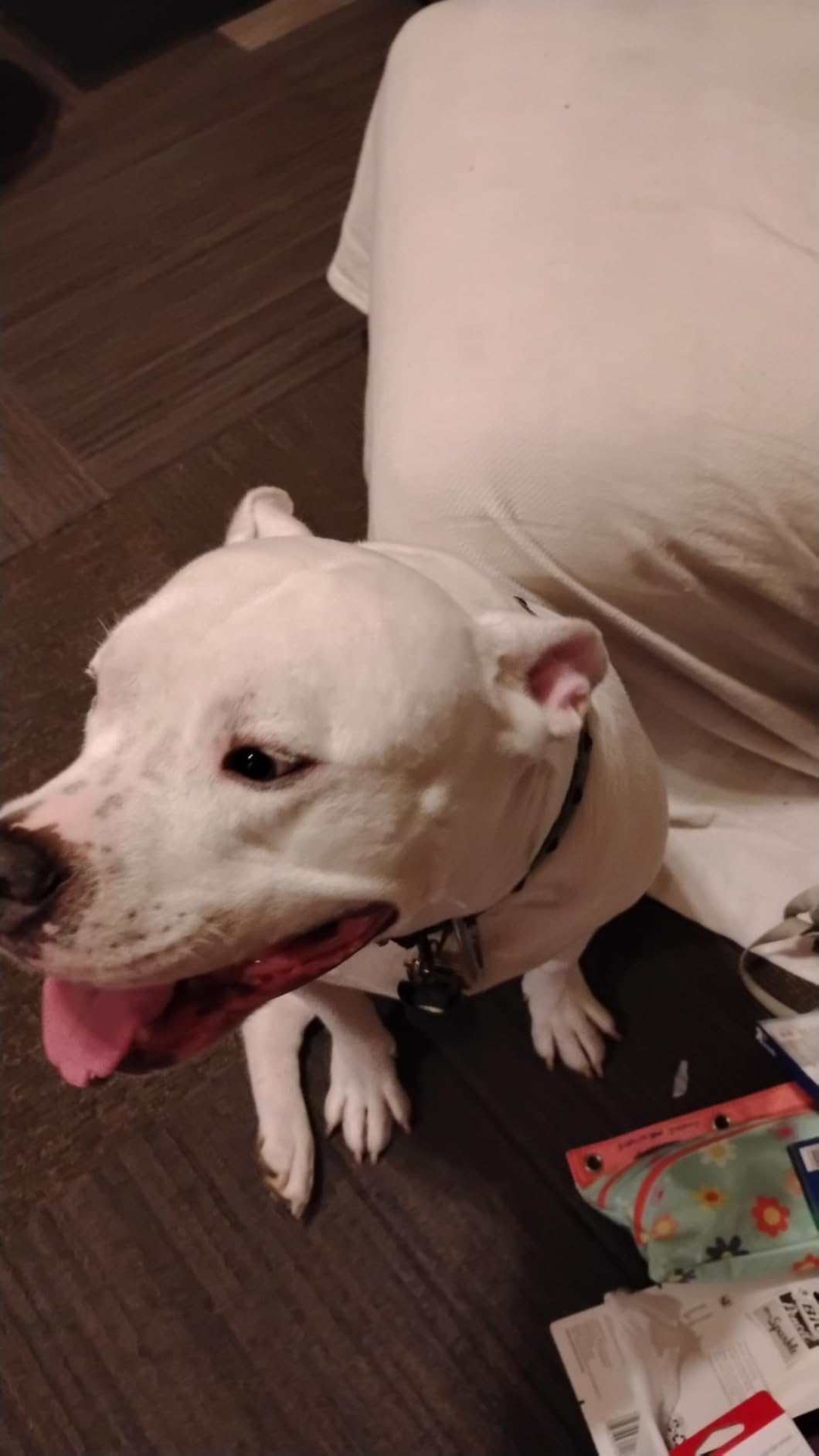 Tracki Cat GPS Tracker - Real-Time Cat Tracker & GPS Tracker for Cats - Smart Alerts, Geo-Fence, Waterproof, Collar-Compatible - Long-Life Battery - Works with iOS & Android (Subscription Required) customer photo 2