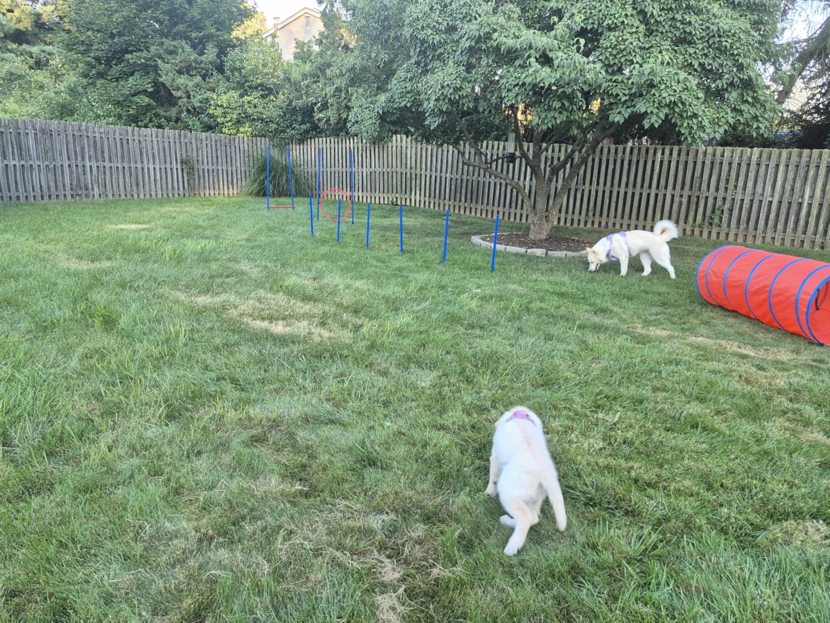 Dog Agility Equipment, Dog Agility Course Backyard Set Obstacle Course Backyard Includes Adjustable High Hurdle, 6 Weave Poles, Extended Tunnel, Jump Ring, Square Pause Box, 2 Balls, Whistle, 2 Carrying Bags customer photo 1