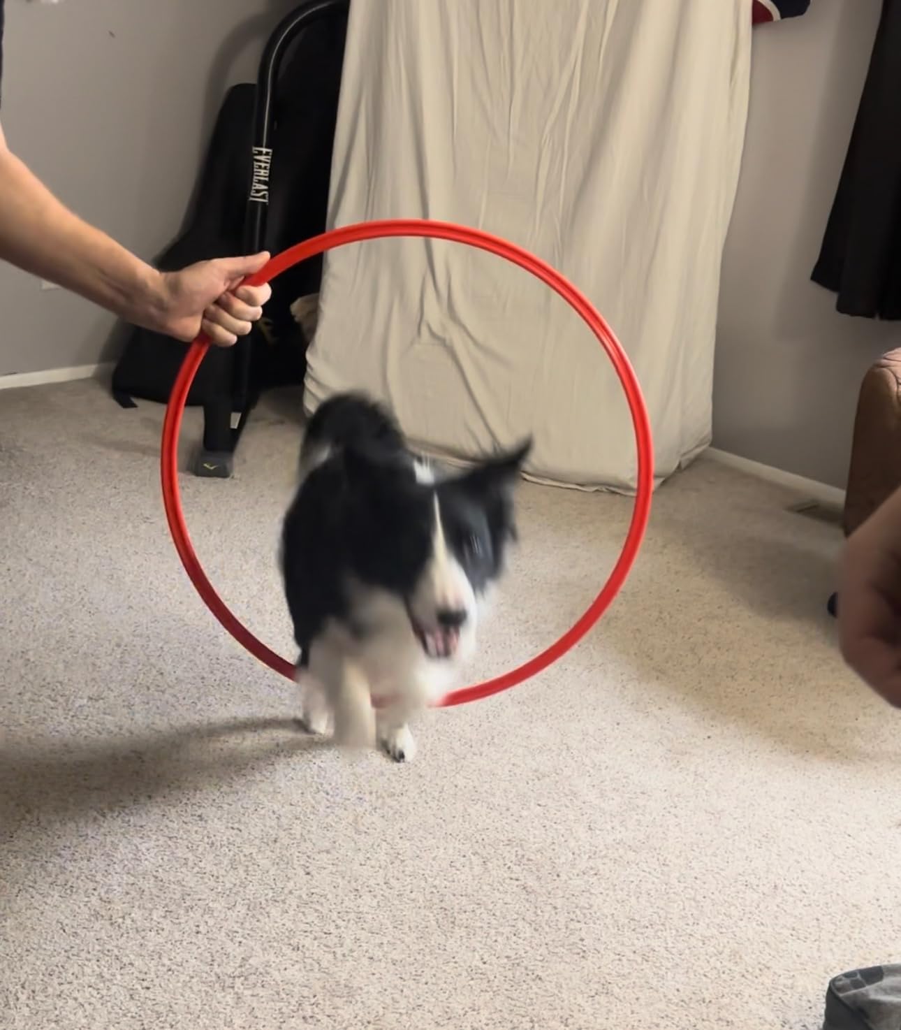 Dog Agility Equipment, Dog Agility Course Backyard Set Obstacle Course Backyard Includes Adjustable High Hurdle, 6 Weave Poles, Extended Tunnel, Jump Ring, Square Pause Box, 2 Balls, Whistle, 2 Carrying Bags customer photo 2