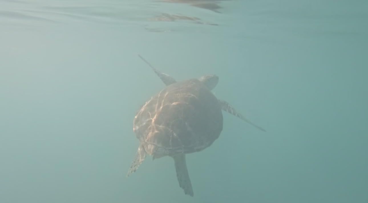 Seaview 180 V3 Full Face Snorkel Mask Adult- The V3 is The Perfect Snorkeling Gear for Adults- Snorkel Mask with 180 Panoramic Viewing and Up to 600% Easier Breathing- Patented Flowtech Air Intake customer photo 2