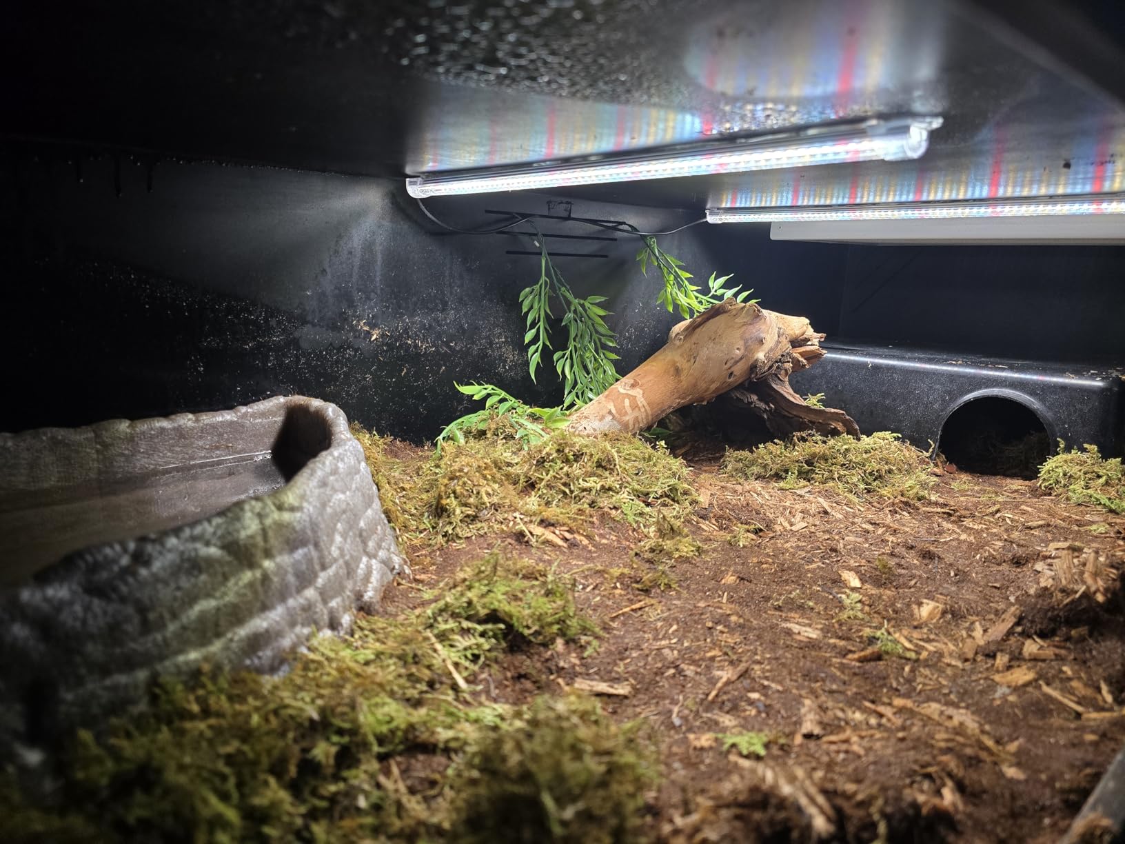 16-Inch Plant Grow Light Strips, 120 LEDs Grow Lights for Indoor Plants Full Spectrum with Upgrade Timer 6/12/16 Hrs, 5 Dimmable Levels, 2 Pack Sunlike Grow Lamp for Hydroponics Succulent customer photo 1