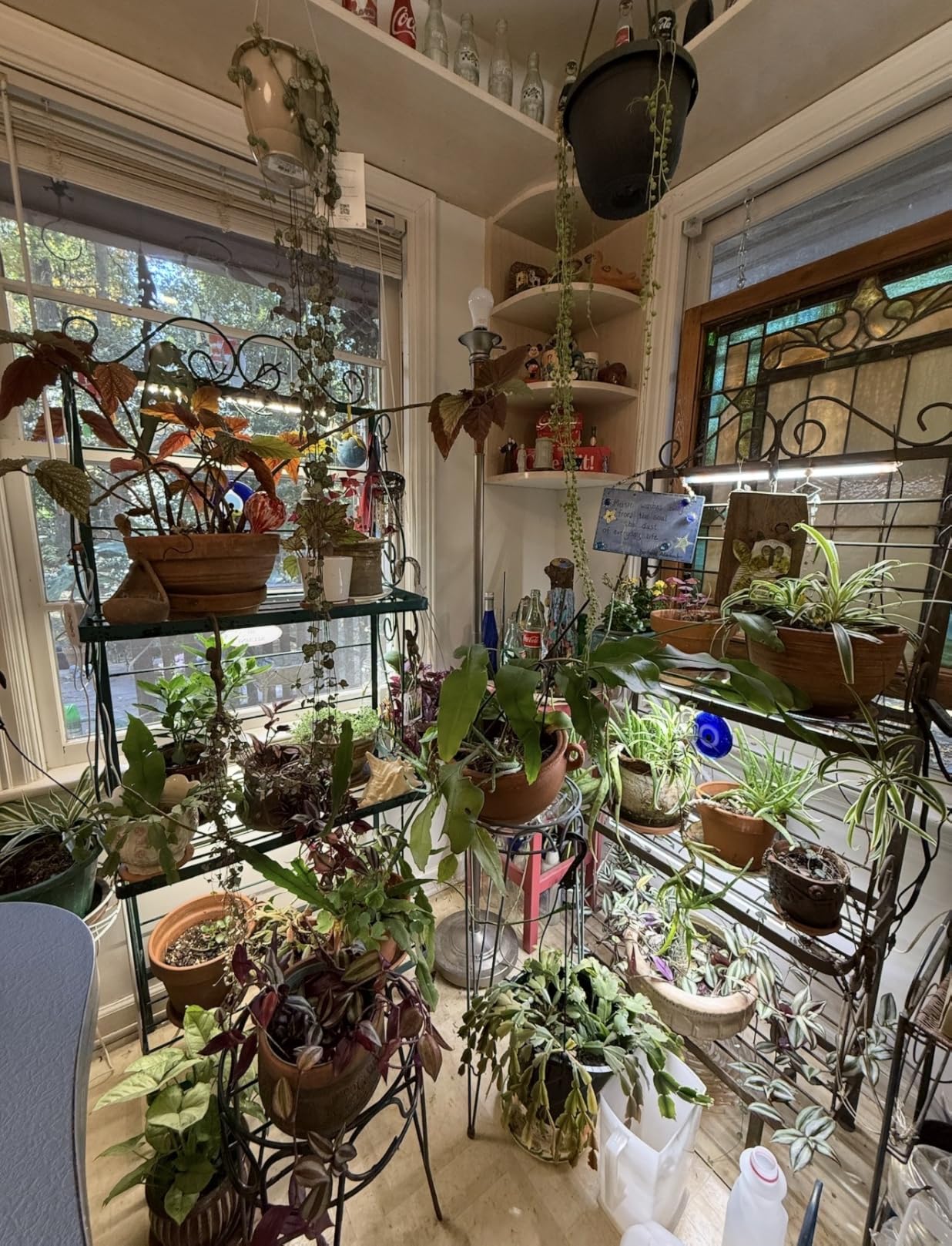 16-Inch Plant Grow Light Strips, 120 LEDs Grow Lights for Indoor Plants Full Spectrum with Upgrade Timer 6/12/16 Hrs, 5 Dimmable Levels, 2 Pack Sunlike Grow Lamp for Hydroponics Succulent customer photo 2