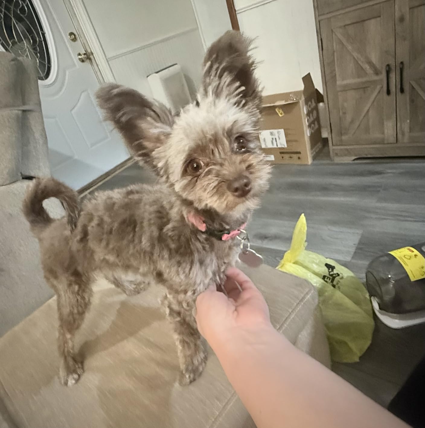 oneisall Dog Vacuum & Dryer for Shedding Grooming, 8 in 1 Dog Grooming Kit with Metal Blade Pet Clippers, Adjustable Speed and Temperature Control Blower customer photo 1