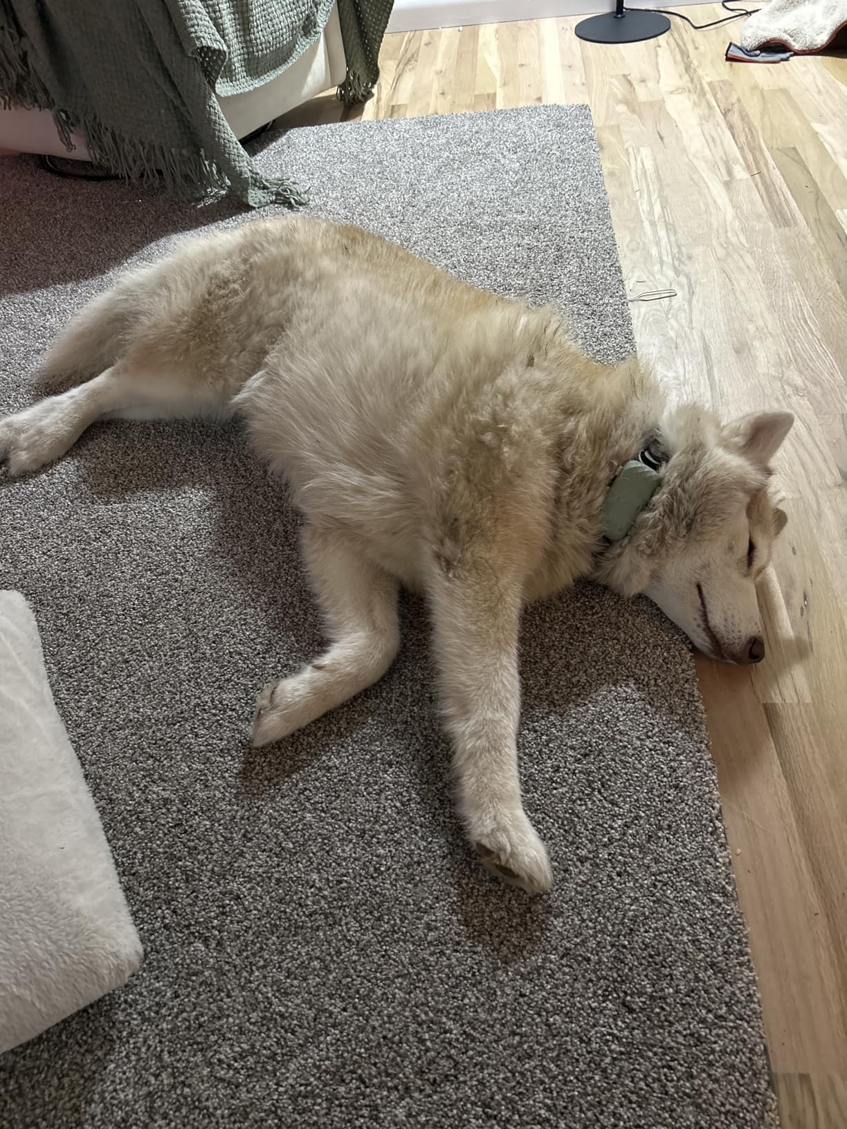 Tractive XL Smart Dog GPS Tracker | Live Pet Tracker with Virtual Fence | Vital Signs Monitoring of Heart & Respiratory Rate | Up to 1-Month Battery Life | Dog Collar Attachment (Green) customer photo 1