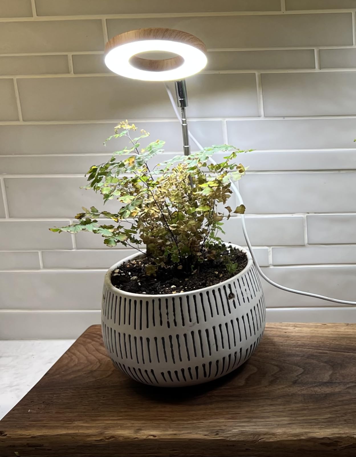 Plant Grow Light, 48 LEDs Full Spectrum Grow Lights for Indoor Plants, Height Adjustable Small Halo Grow Light with Base, 3 Optional Spectrums, Auto Timer 3/9/12Hrs, 10 Brightness, 3 Pack customer photo 1