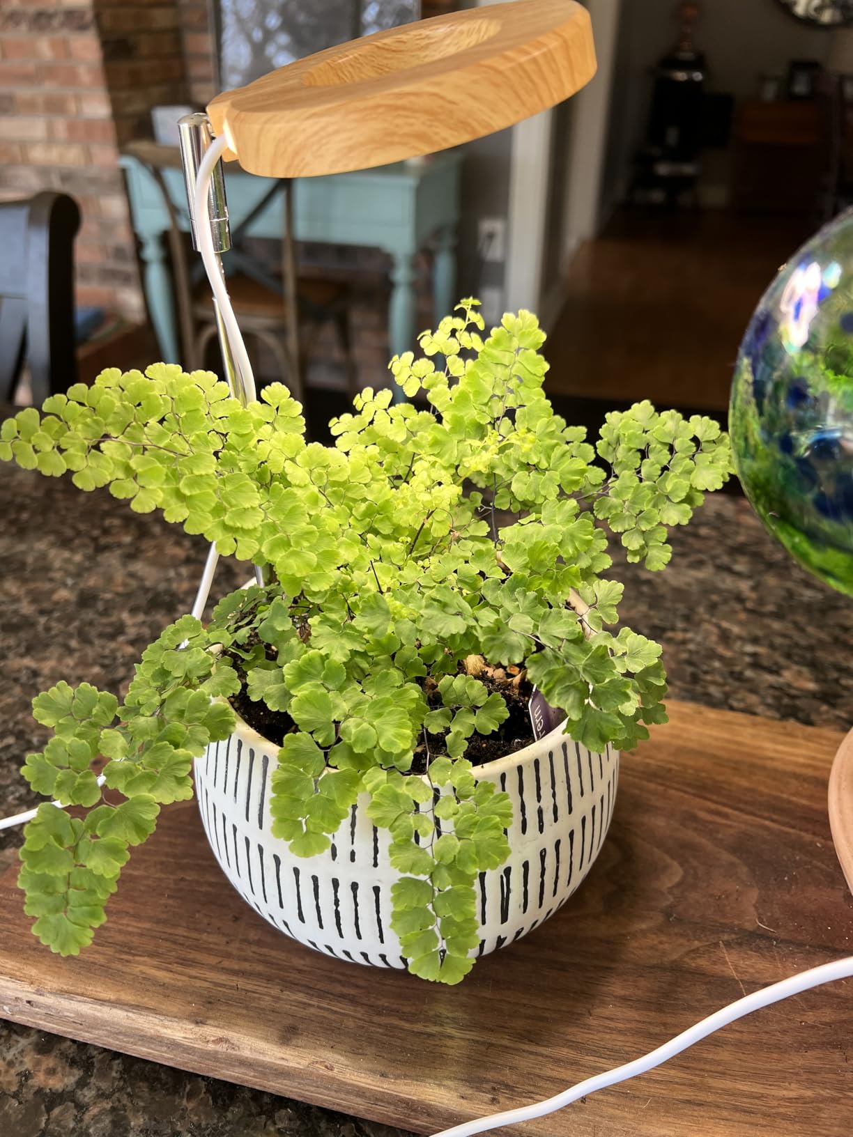 Plant Grow Light, 48 LEDs Full Spectrum Grow Lights for Indoor Plants, Height Adjustable Small Halo Grow Light with Base, 3 Optional Spectrums, Auto Timer 3/9/12Hrs, 10 Brightness, 3 Pack customer photo 2