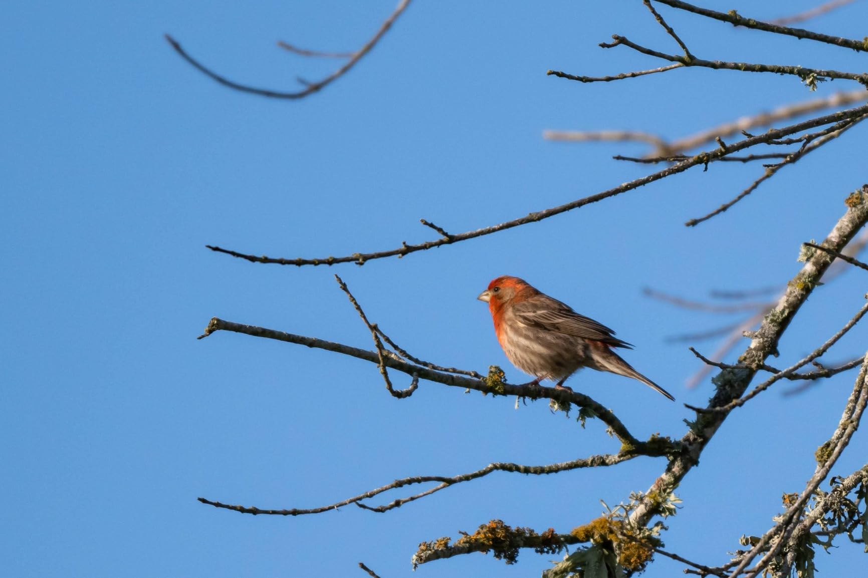 Nikon Z 8 with Zoom Lens | Professional full-frame mirrorless hybrid stills/video hybrid camera with 24-120mm f/4 lens | Nikon USA Model customer photo 2