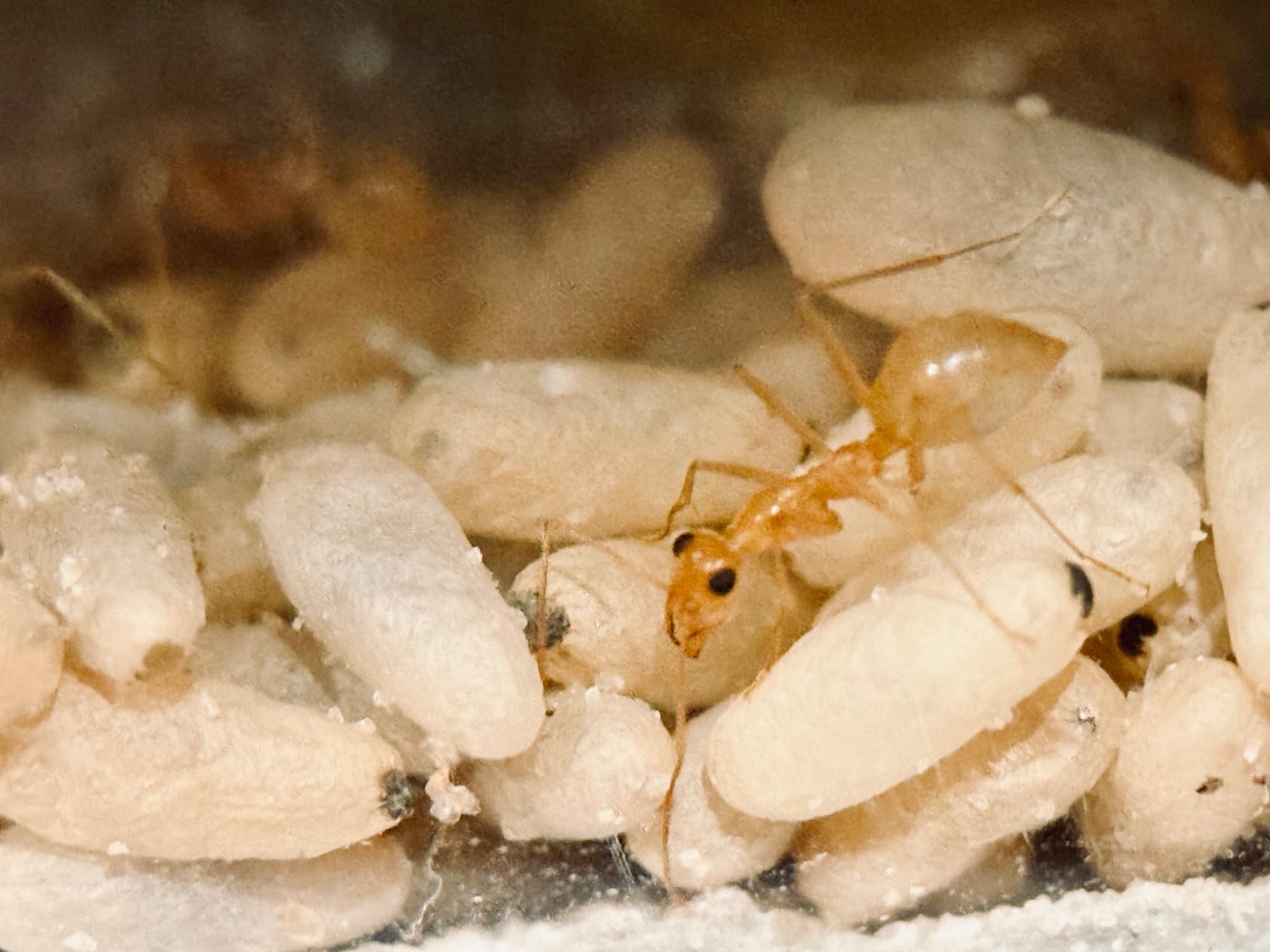 Kase HD Master Macro Lens for iPhone 17 16 15 14 13 12 Samsung Pixel Android, Macro Photography Phone Camera Lens Attachment, Long Shoot Distance 40-85mm customer photo 2