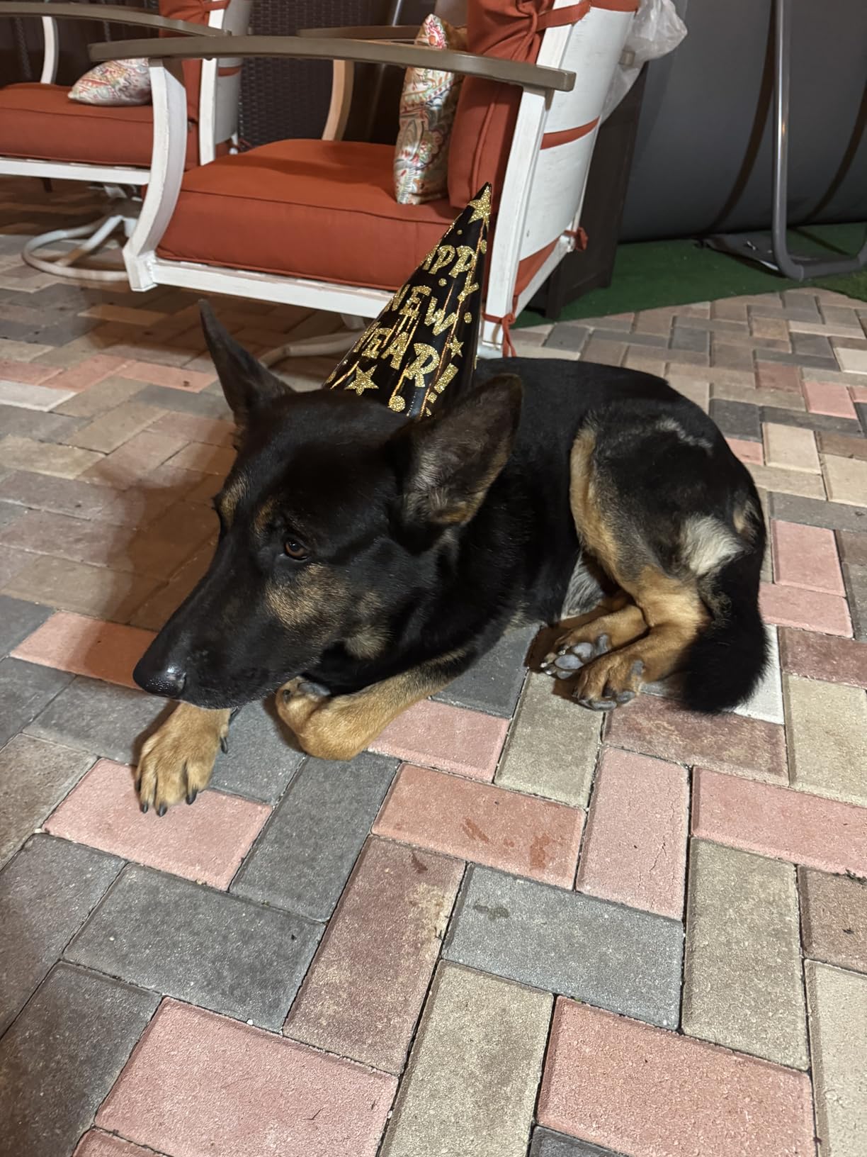 oneisall Dog Grooming Vacuum Kits: 15000Pa Shedding Brush with Grooming Tools, 3 Suction Low Noise, Pet Grooming Vacuum for Thick and Undercoat, 1.5L Dust Cup Dog Hair Vacuum, Home Cleaning, LM5 customer photo 2