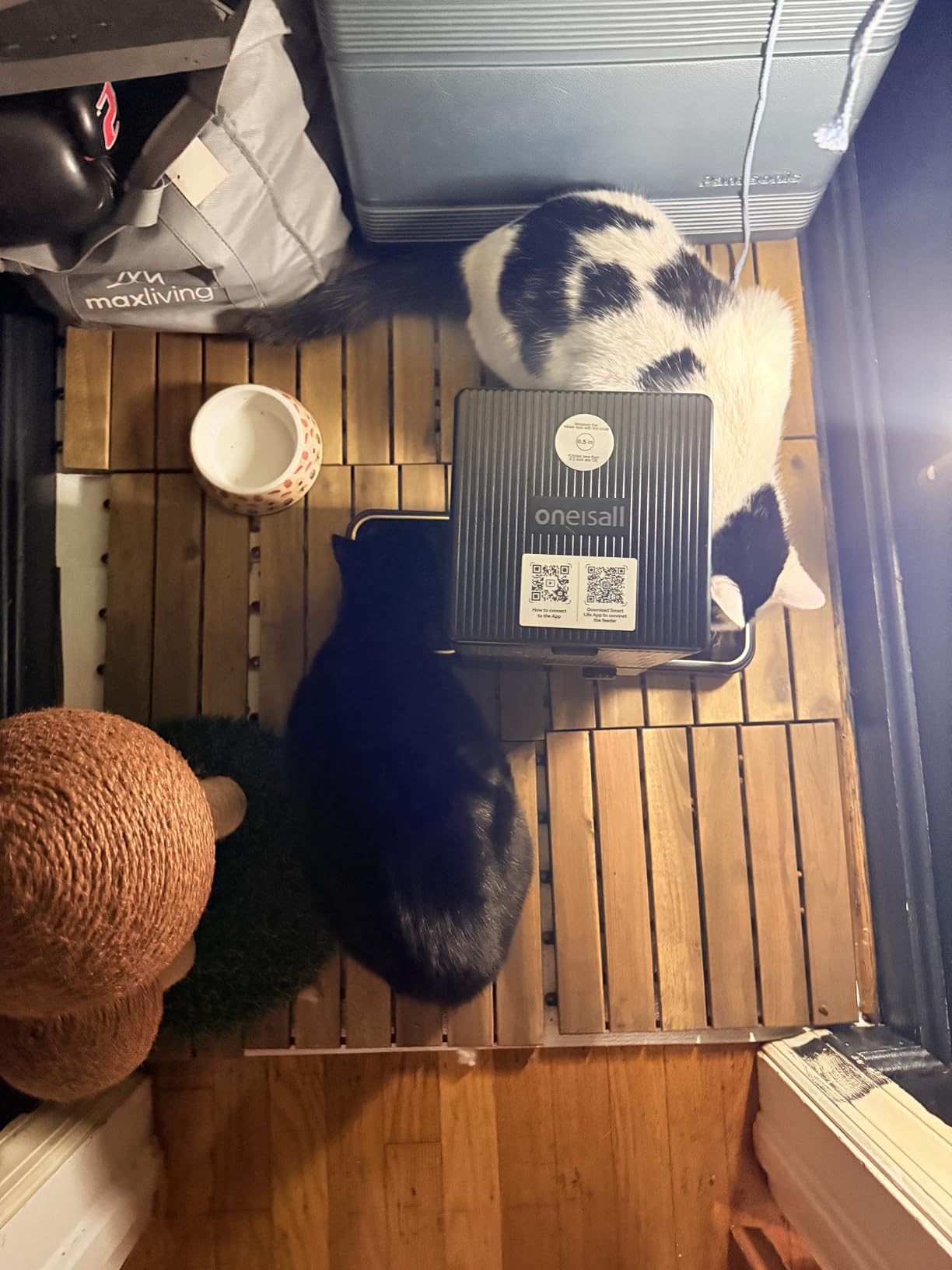 oneisall Automatic Cat Feeder with 5G WiFi, Automatic Cat Food Dispenser for 2 Cats Small Pets, 20 Cups/5L Timed Dry Food Dispenser with APP Control customer photo 2