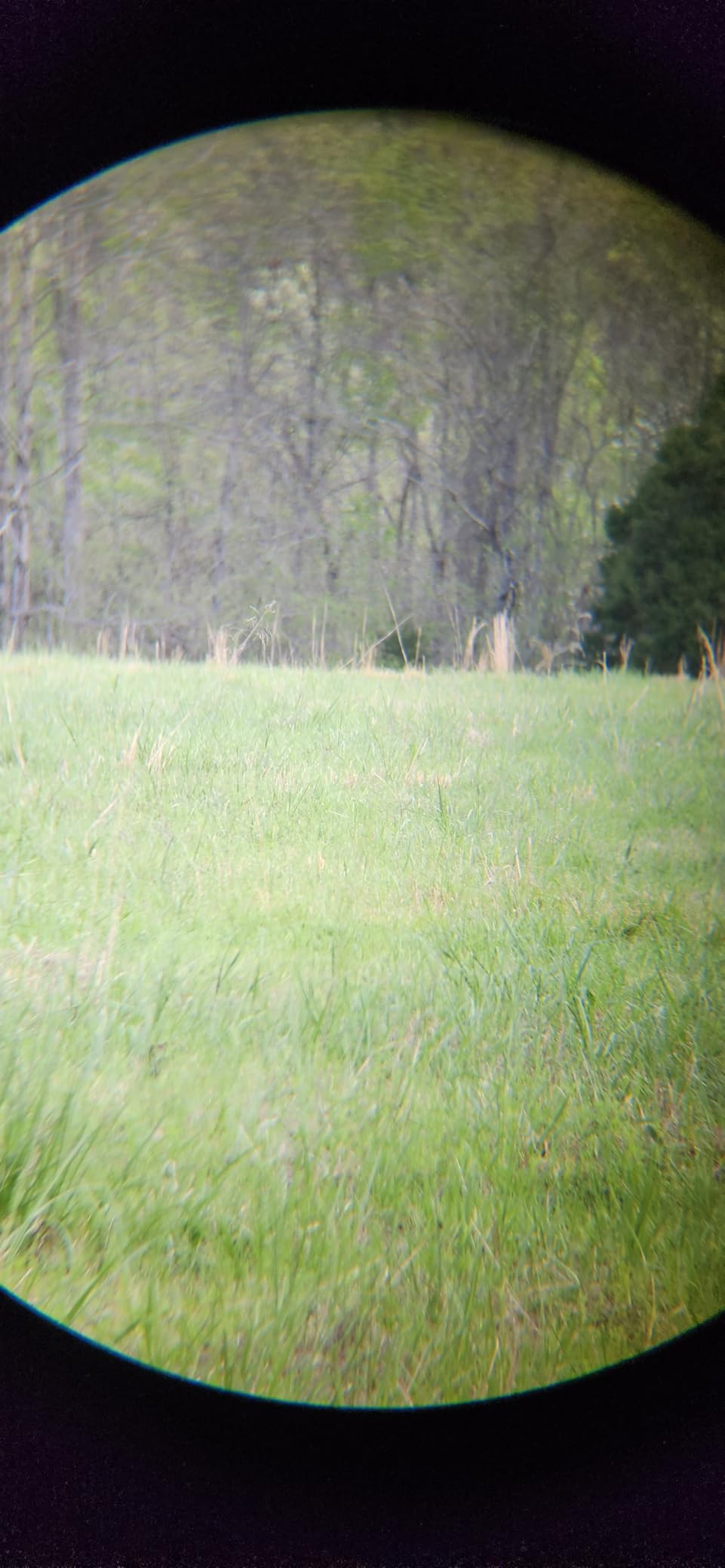 Vortex Optics Triumph HD 10x42 Binoculars | HD Optical System, Fully Multi-Coated Lenses, Rubber Armor, Tripod Adaptable, Waterproof, Fogproof, Shockproof | Unlimited, Unconditional customer photo 2