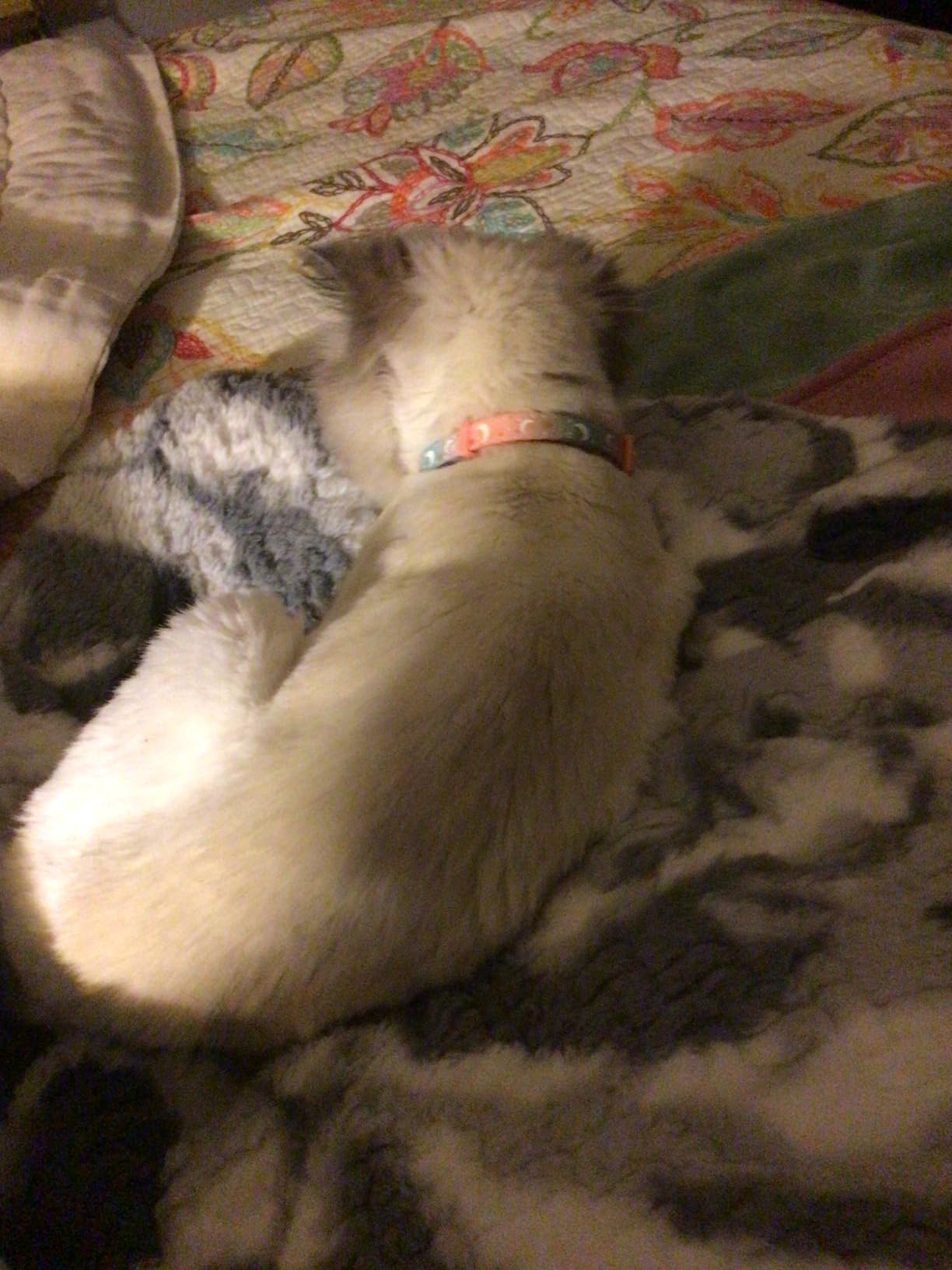 Self Warming Cat Bed, 24