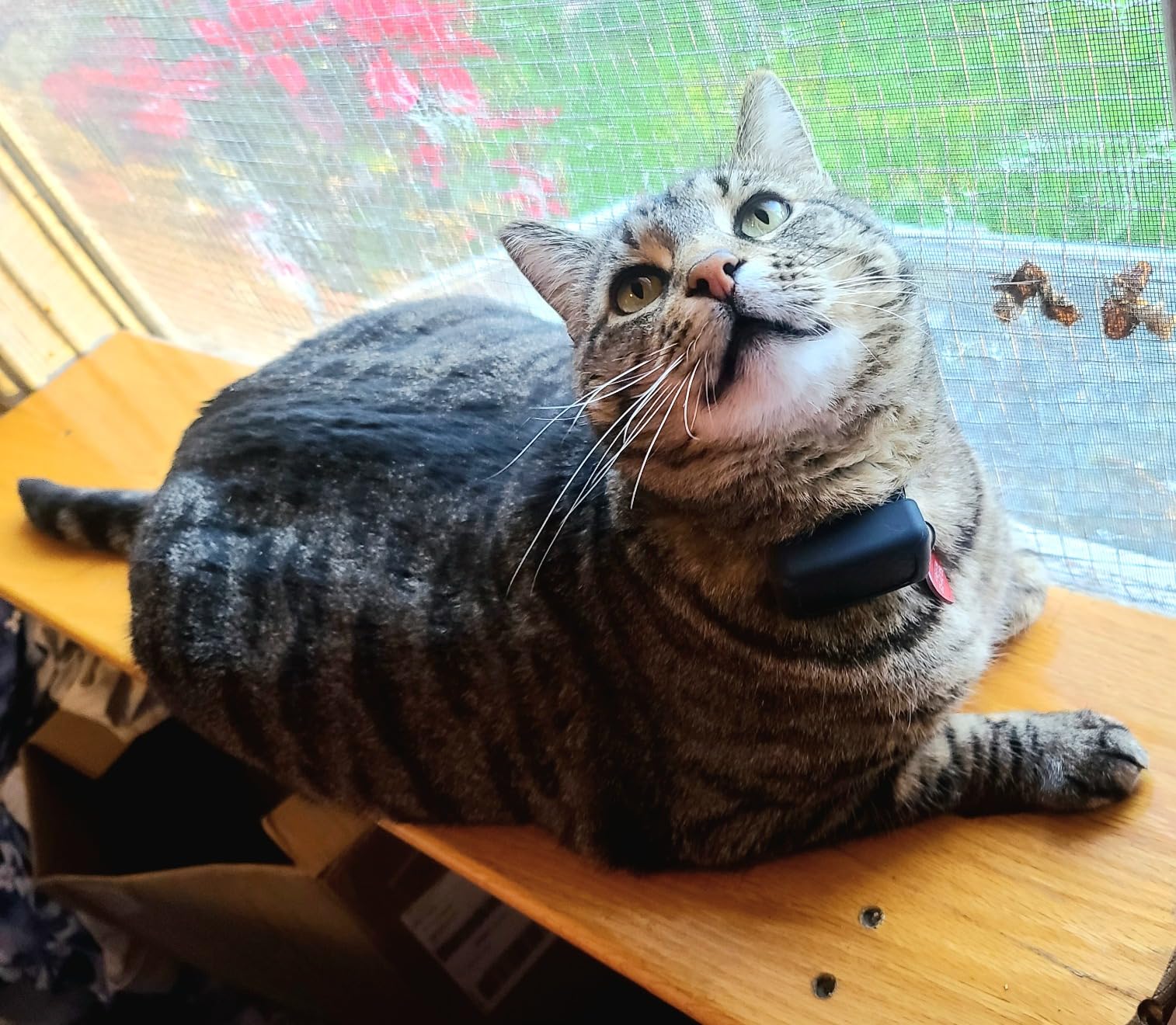 Tractive Smart Cat GPS Tracker | Real-Time Location & Wellness Monitoring for Cats 6.5 lbs+ | Territory & Location History | Up to 5-Day Battery | Breakaway Collar Included (Dark Blue) customer photo 1