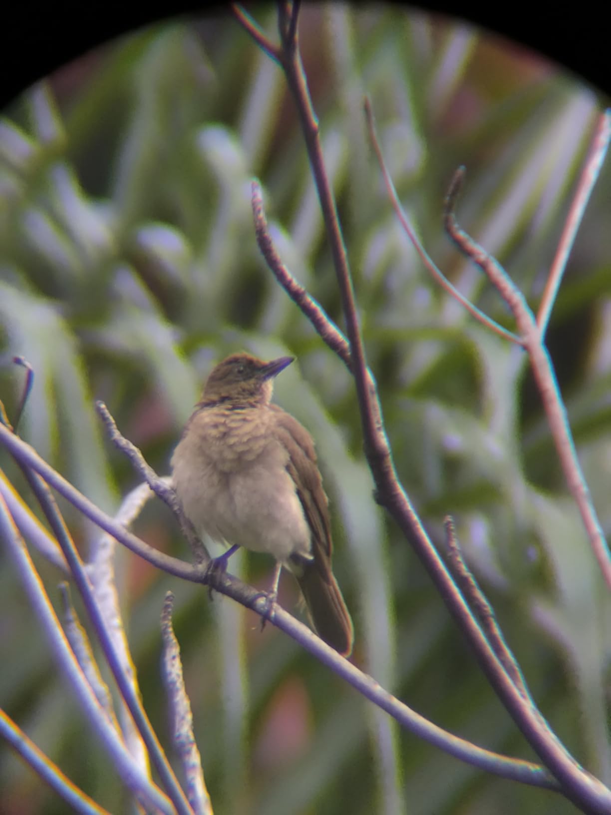 SVBONY SV28 Plus Spotting Scopes with Tripod, Angled Spotter Scope with Upgraded Phone Adapter, IP65 Waterproof Fogproof Long Range Spotting Scope for Target Shooting, Birding customer photo 1