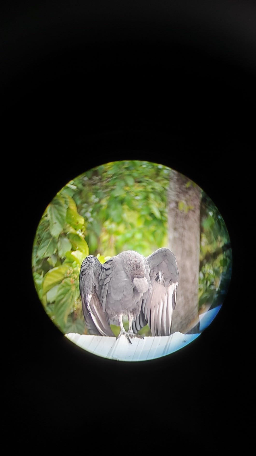 SVBONY SV28 Plus Spotting Scopes with Tripod, Angled Spotter Scope with Upgraded Phone Adapter, IP65 Waterproof Fogproof Long Range Spotting Scope for Target Shooting, Birding customer photo 2