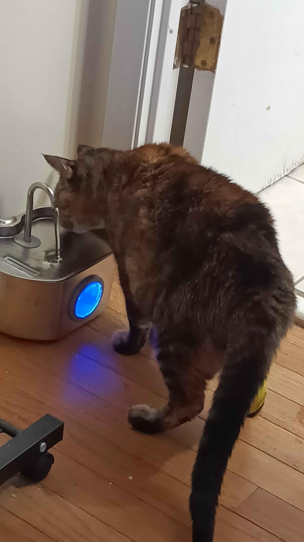 Cat Water Fountain Stainless Steel: 108oz/3.2L Cat Fountain for Drinking- Pet Water Fountain Inside - Automatic Dog Watering Dispenser Bowl - Pet Feeding & Watering Supplies - Water Level Window customer photo 2