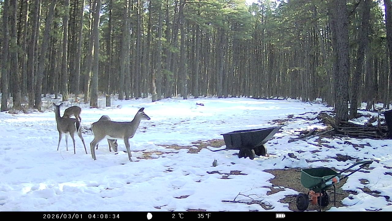 KJK Trail Camera 36MP 2.7K, Mini Game Camera with Night Vision 0.1s Trigger Time Motion Activated 130°Wide-Angle, Waterproof Trail Cam with 2.0