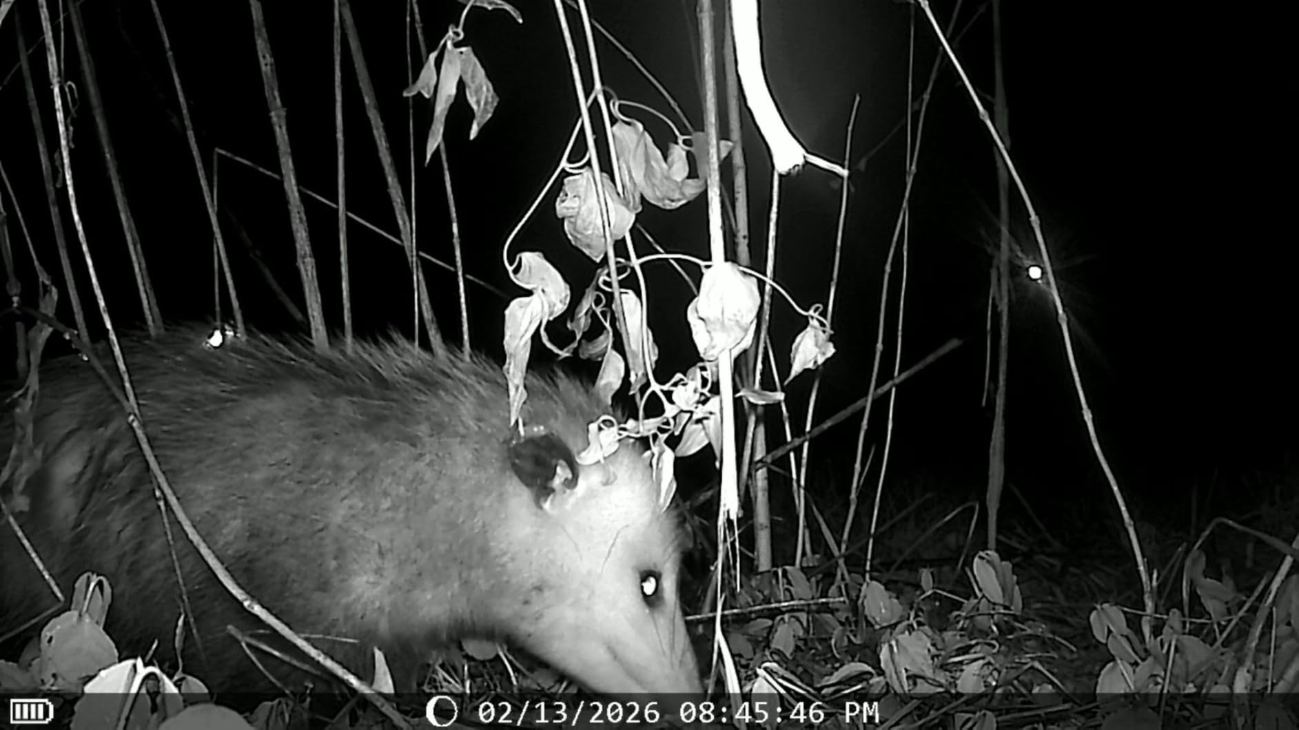 KJK Trail Camera 36MP 2.7K, Mini Game Camera with Night Vision 0.1s Trigger Time Motion Activated 130°Wide-Angle, Waterproof Trail Cam with 2.0