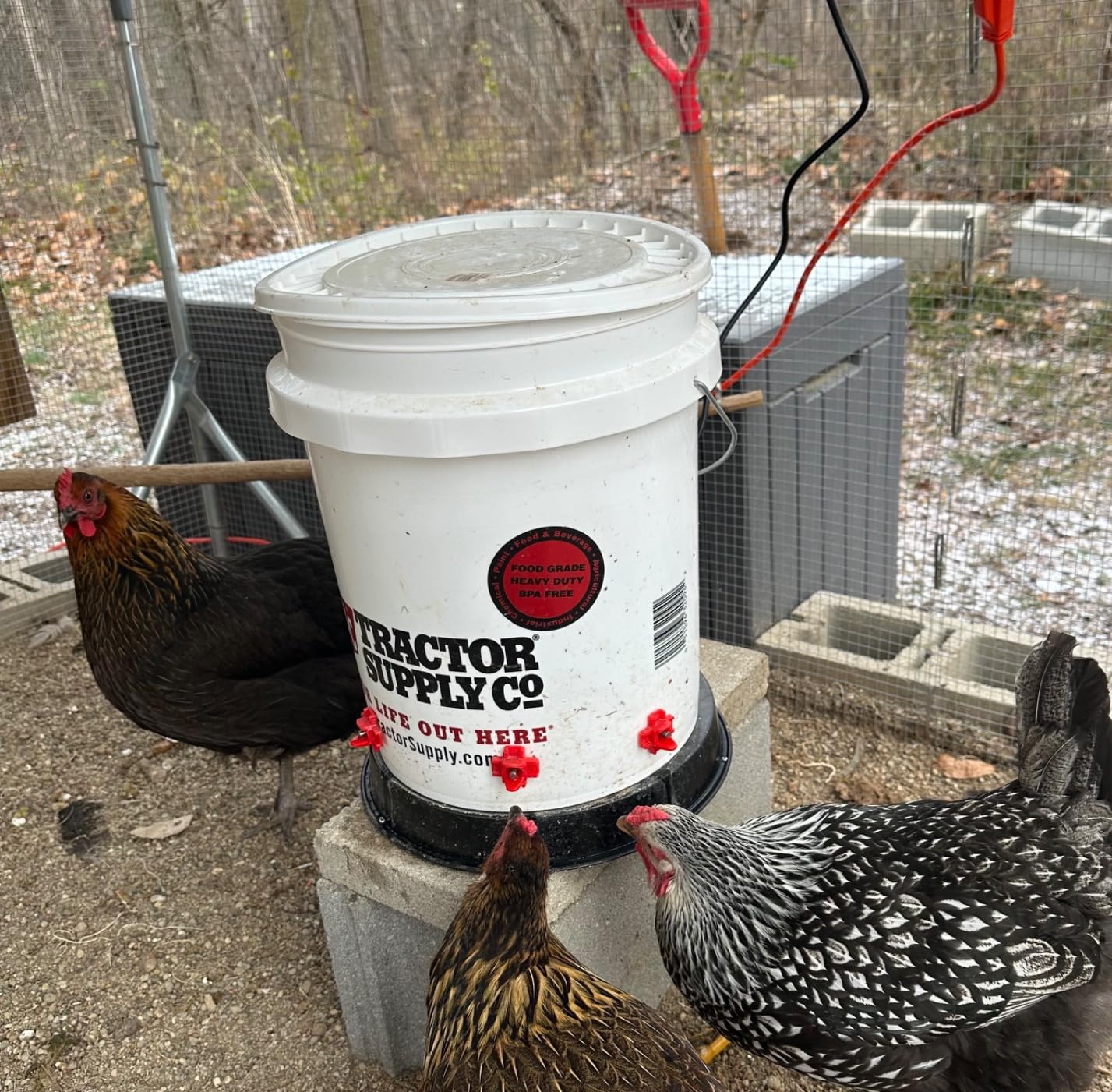 Chicken Water Heater for Winter, 110 Watt Chicken Drinker Heated Base 11 in Chicken Waterer Heater with Thermostat customer photo 1