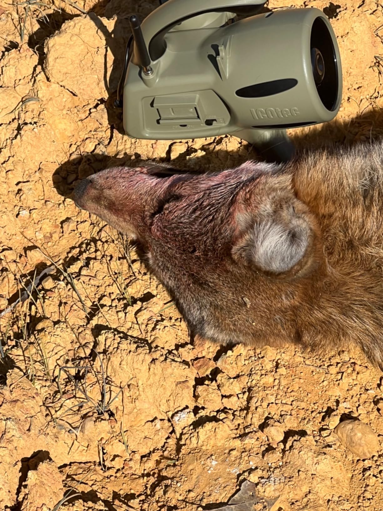 Icotec 320+ Predator Call/Decoy Combo - Perfect for Coyote, Fox, and Raccoon Hunting - 300 Yard Remote Range customer photo 1