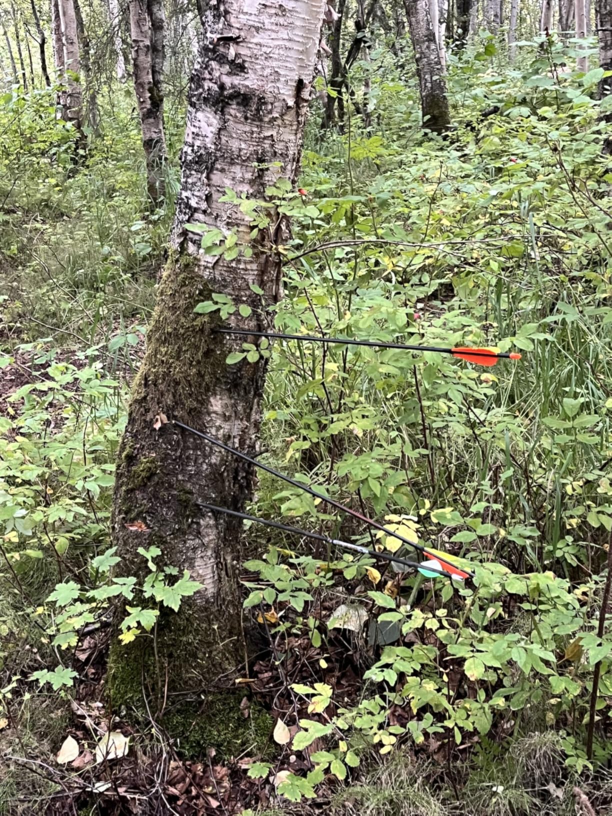 Sanlida Dragon X9 Ready to Hunt Compound Bow Package for Adults, Archery Compound Bow and Arrow Set, 0-70 Lbs Draw Weight, No Bow Press Needed, Limited Life-time Warranty, RH Only customer photo 1