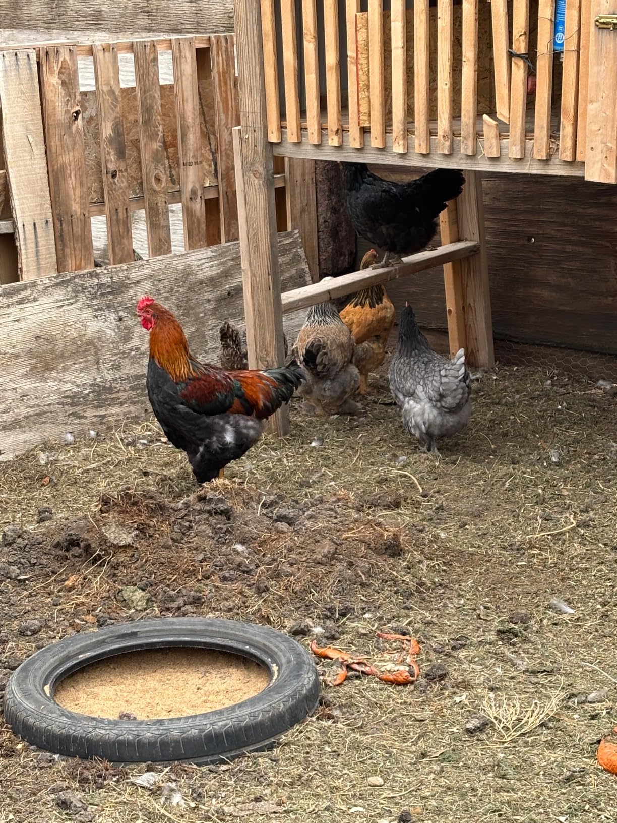 MEWTOGO Chicken Water Heater for Winter - 75W Energy Saving Chicken Coop Accessories, Thermostatically Controlled Poultry Waterer Heated Base for 1-3 Gallon Poultry Fount customer photo 1