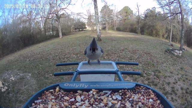 Bird Feeder with Camera Solar Powered : Smart Camera Bird Feeder 2K Live Feed Cam for Outdoor Backyard - Ai Identify Auto Capture Videos Pictures, Gifts for Birdlover Mom Dad, 2.4GHz WiFi customer photo 1