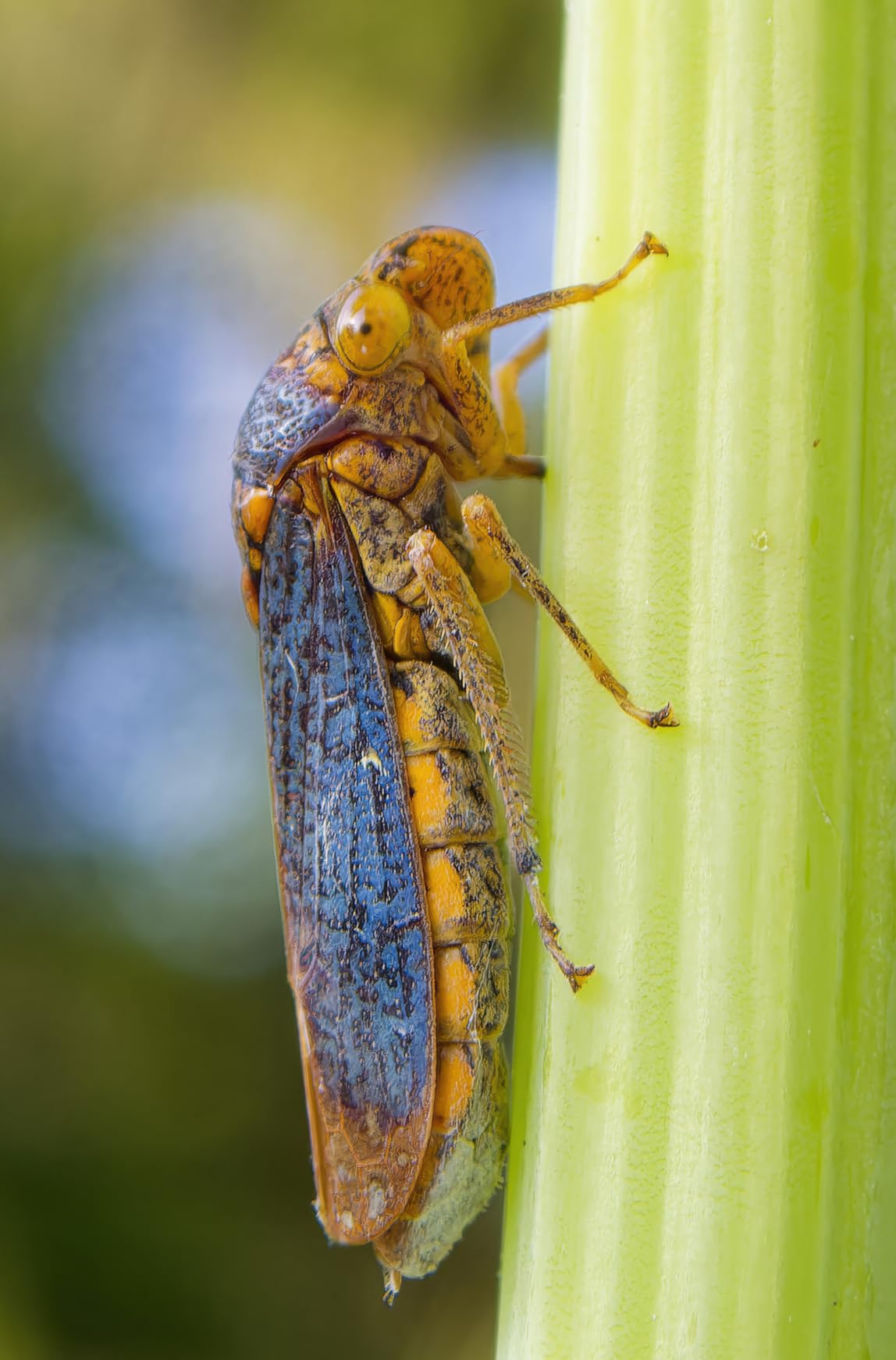 OM System OLYMPUS Tough TG-7 Red Underwater Camera, Waterproof, Freeze Proof, High Resolution Bright, 4K Video 44x Macro Shooting (Successor Olympus TG-6) customer photo 1