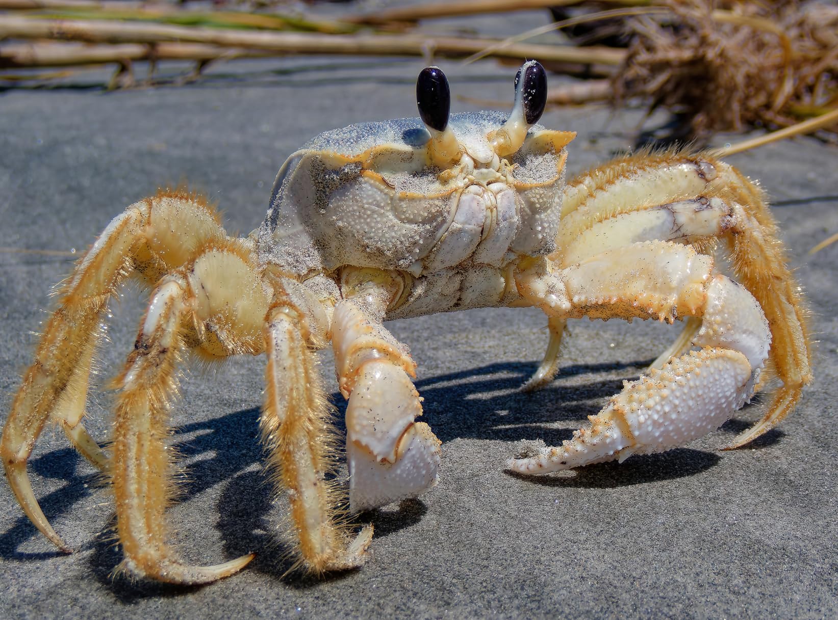 OM System OLYMPUS Tough TG-7 Red Underwater Camera, Waterproof, Freeze Proof, High Resolution Bright, 4K Video 44x Macro Shooting (Successor Olympus TG-6) customer photo 2