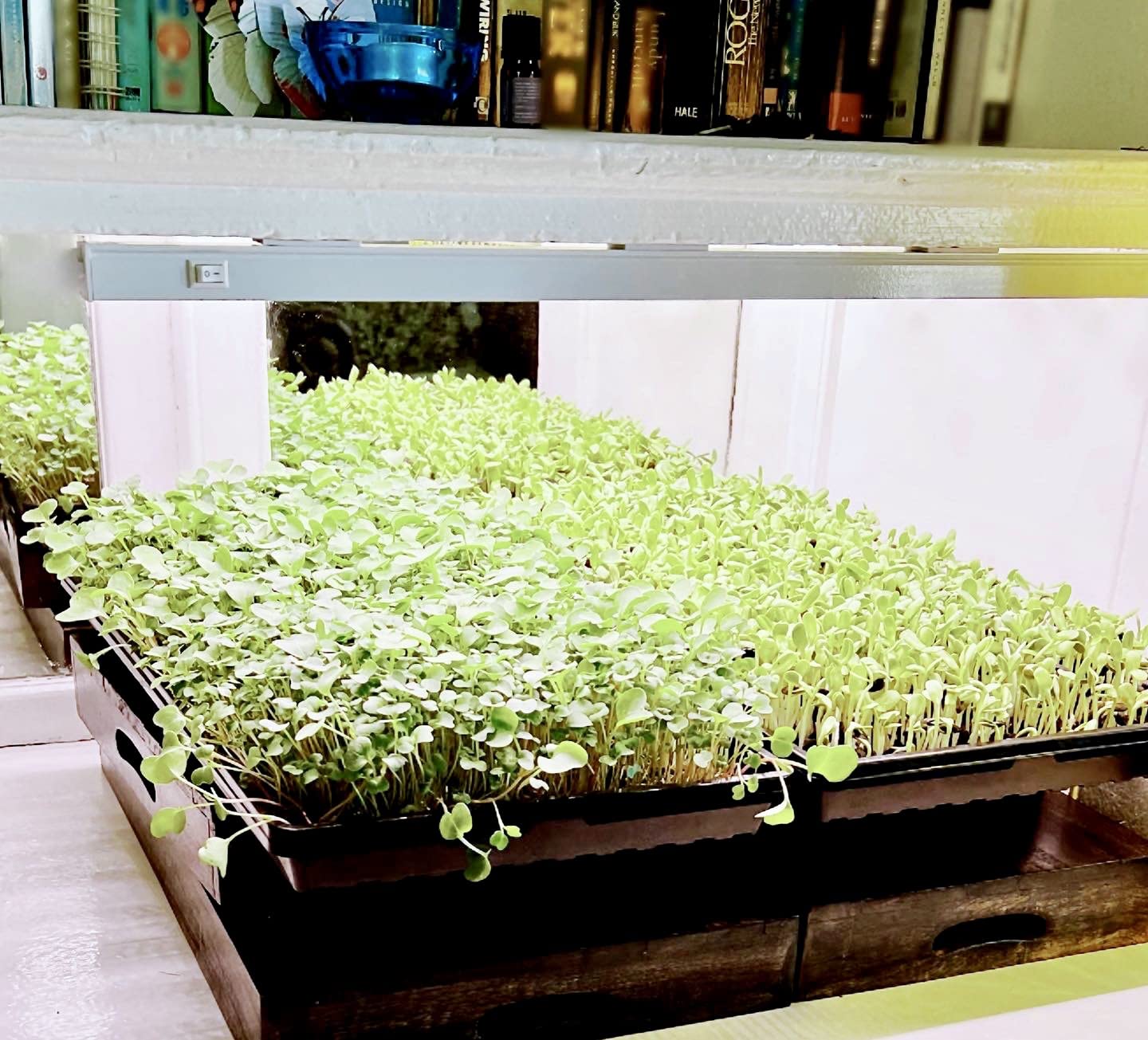 Barrina T5 Grow Lights, 5000K Full Spectrum Daylight White, LED Grow Light Strips, 1FT Plant Growing Lamp with Magnetic Bar, Plant Lights for Indoor Plants, Greenhouse, Black Cover, Linkable, 8 Packs customer photo 1