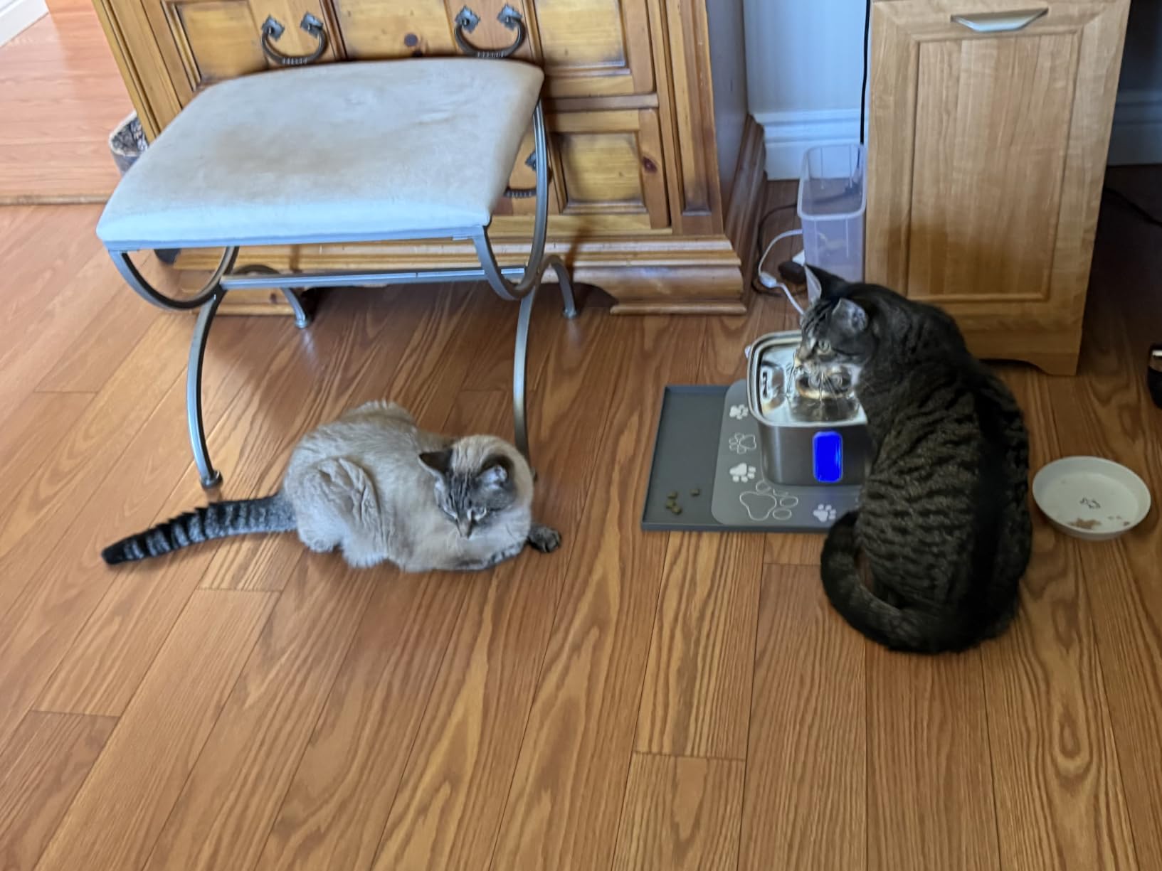 Veken Innovation Award Winner Stainless Steel Cat Water Fountain, 95oz/2.8L Automatic Pet Fountain Dog Water Dispenser with Replacement Filters & Silicone Mat, Gifts for Cats, Dogs (Silver) customer photo 2