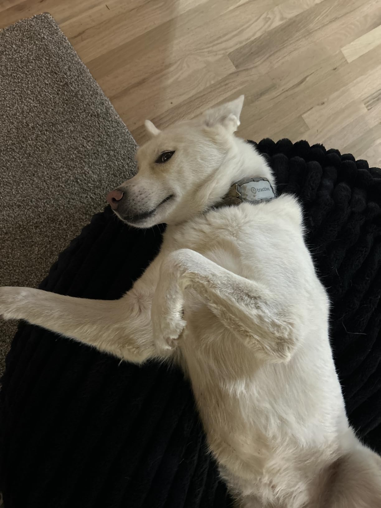 Tractive XL Smart Dog GPS Tracker | Live Pet Tracker with Virtual Fence | Vital Signs Monitoring of Heart & Respiratory Rate | Up to 1-Month Battery Life | Dog Collar Attachment (Adventure Edition) customer photo 2