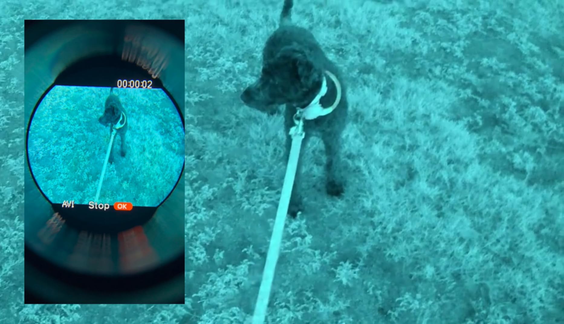 Nightfox Prowl Night Vision Monocular - Digital Infrared NVG Goggles with Head Mount & Dovetail Adapter, Video Recording, Wide Field of View & 1x Magnification for Night Patrols, Security & Airsoft customer photo 1