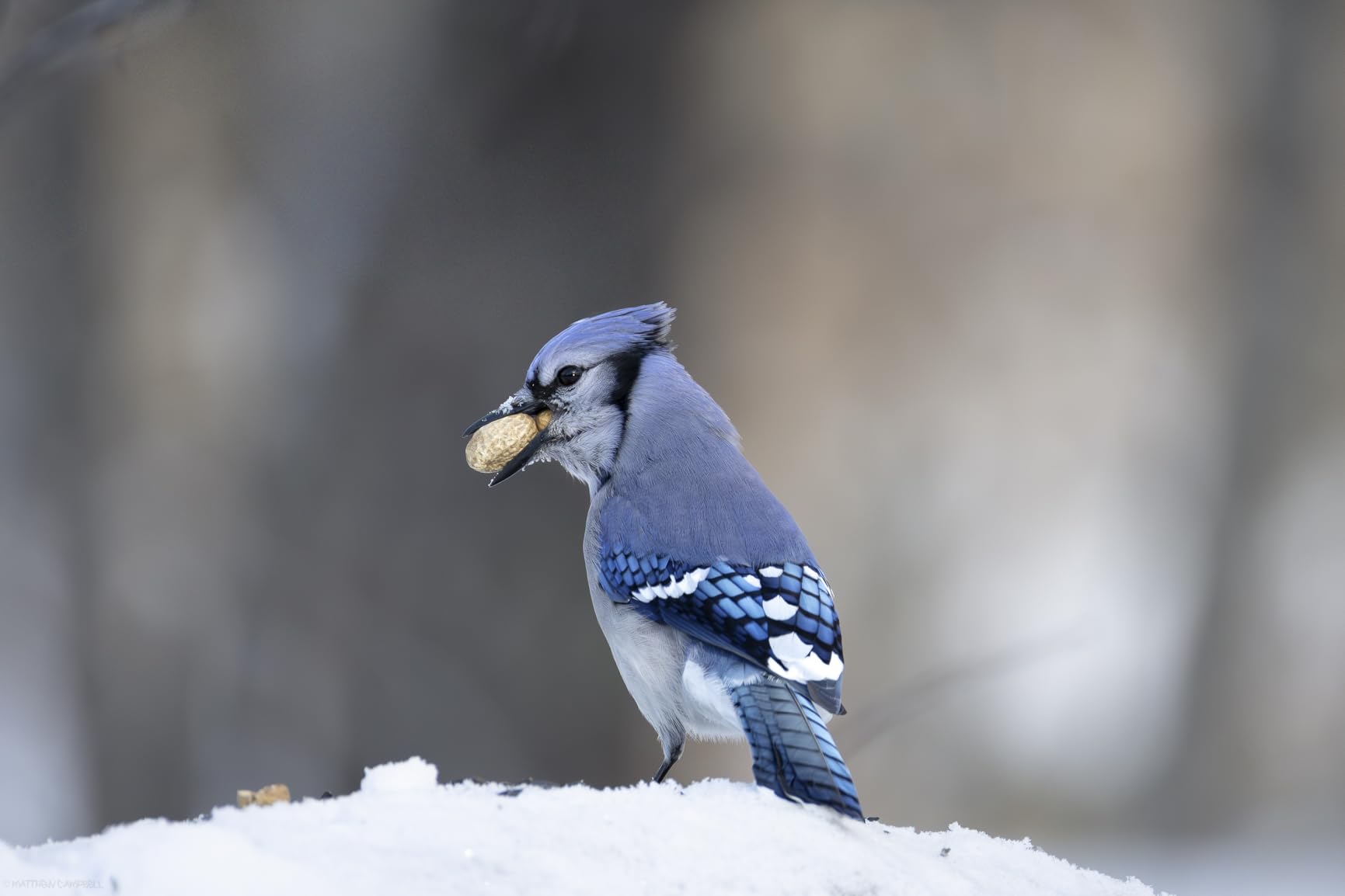 Canon RF200-800mm F6.3-9 is USM Super-telephoto Zoom Lens, Mirrorless, Powerful Zoom Range, Comfortable Handheld Shooting, for Wildlife, Nature, Outdoor Sports, Compact & Lightweight customer photo 1