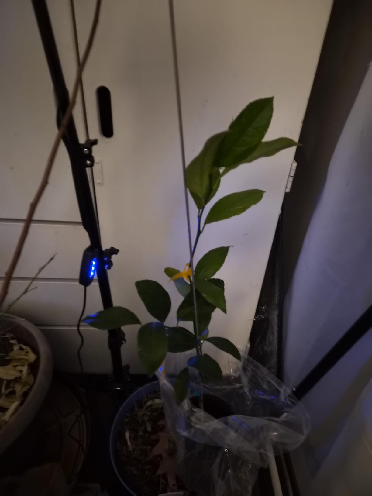 LBW Grow Lights for Indoor Plants with Stand, 642 LEDs Full Spectrum Standing Grow Light, Tall Floor Lamp with 3/6/12H Timer, 6 Brightness, 3 Modes, 63