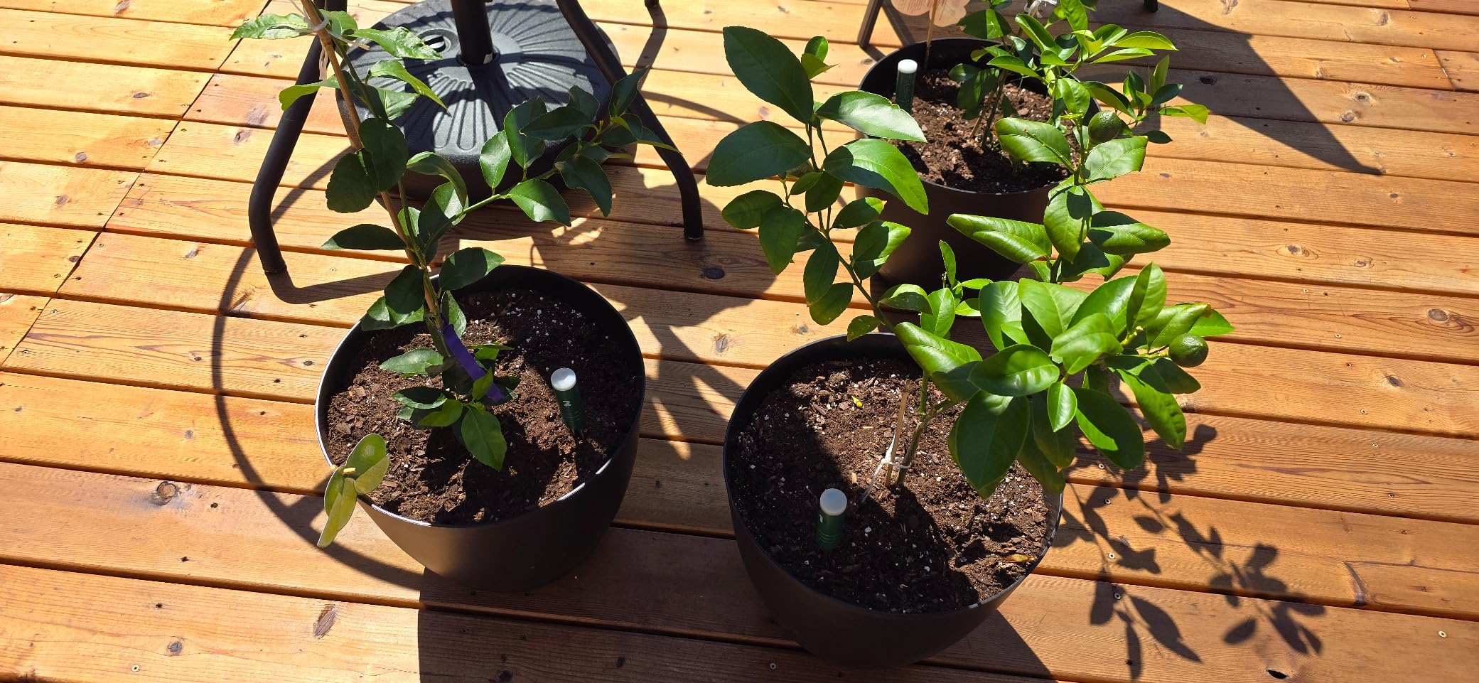 4-in-1 Soil Moisture Meter, 300ft Wireless Soil Tester Sensor, Temperature/Light/Time/Soil Hygrometer Monitor with Digital LCD Display for Indoor Outdoor Plants, Garden, Lawn, Gardening Gifts customer photo 1